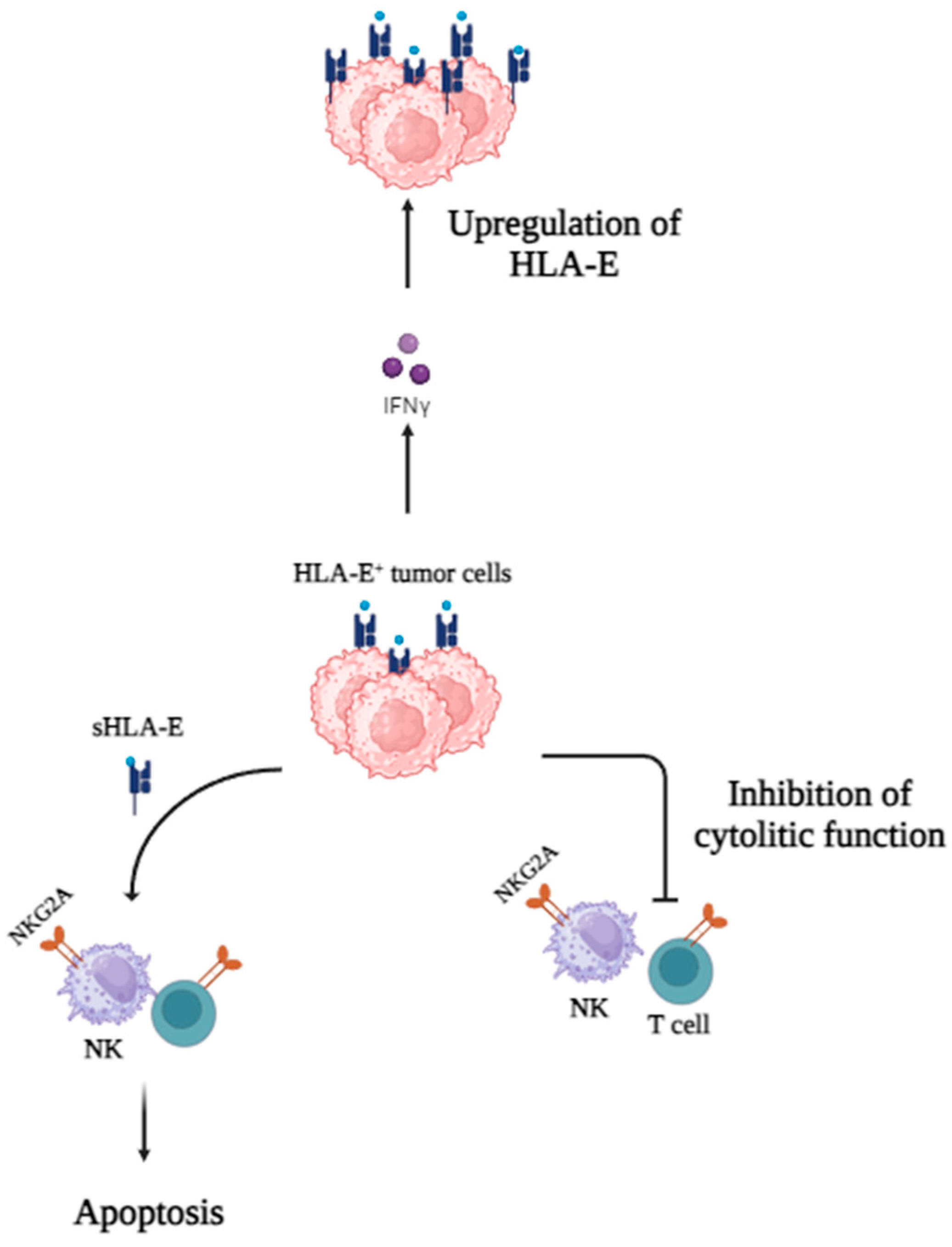 Cancers 16 04266 g003