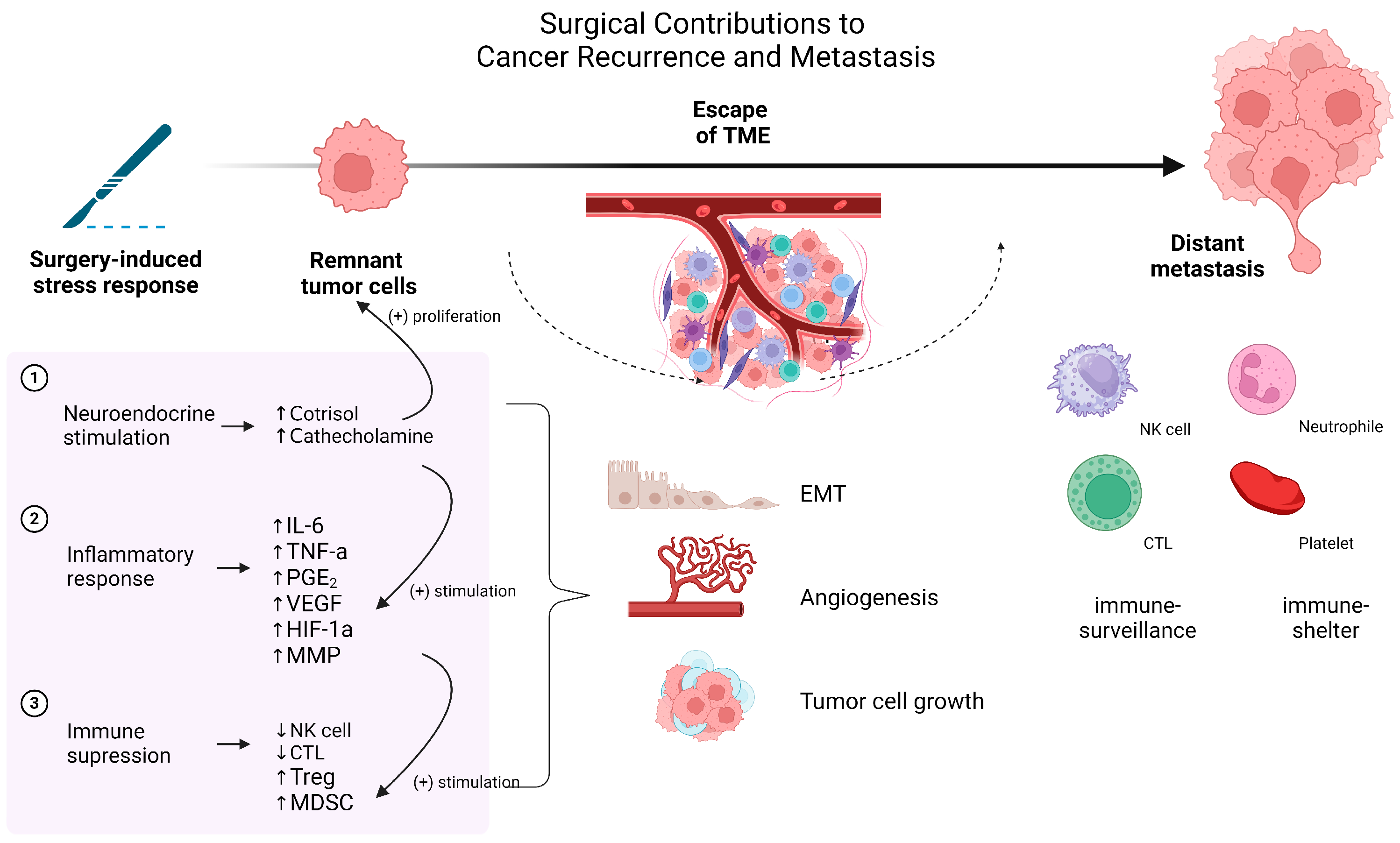 Cancers 16 04269 g002