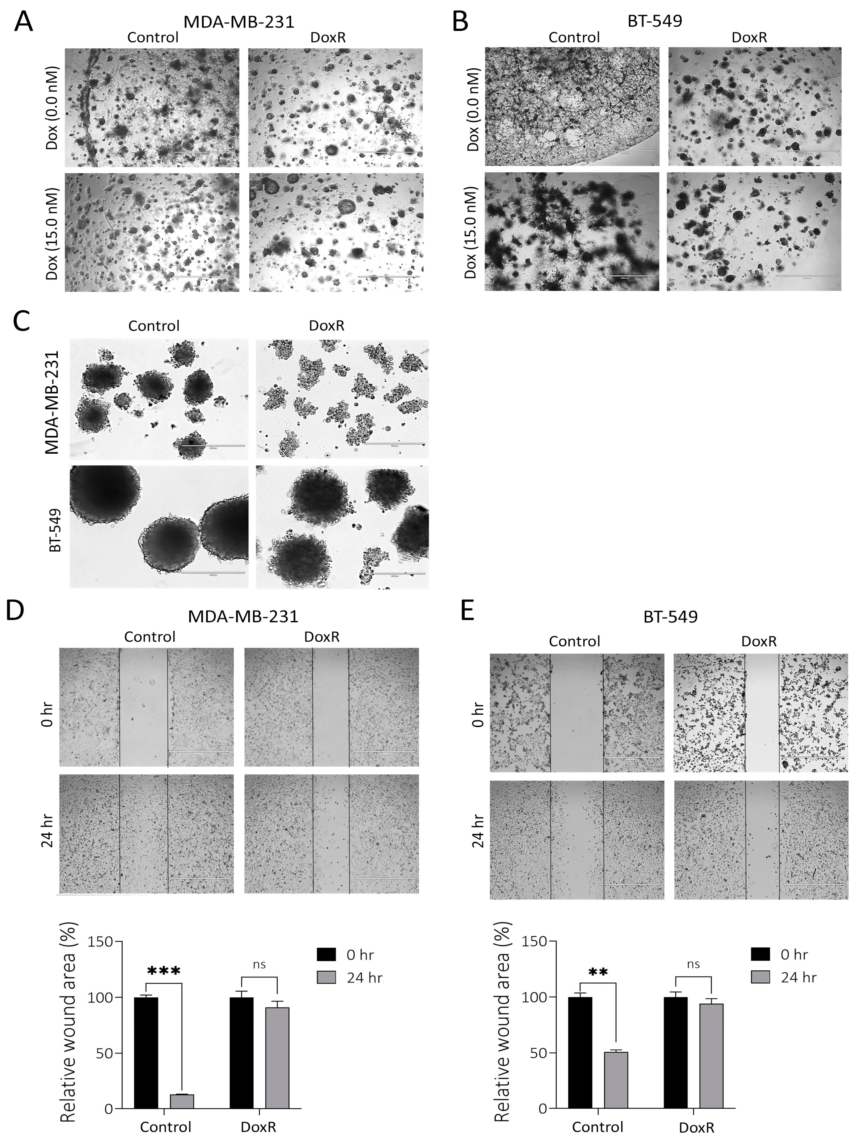 Cancers 16 04273 g002