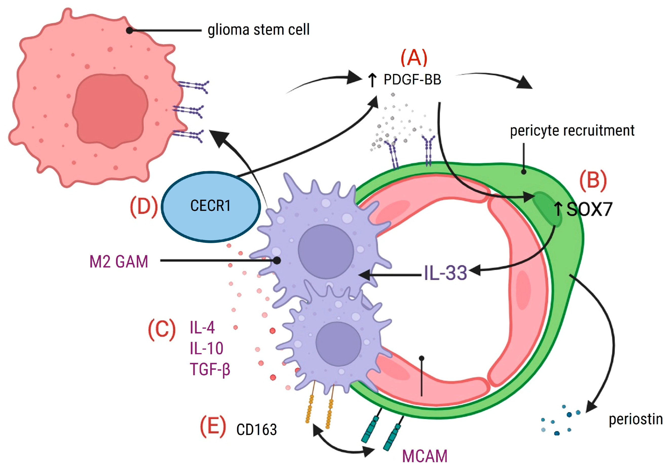 Cancers 17 00015 g004 Cancers 17 00015 g004