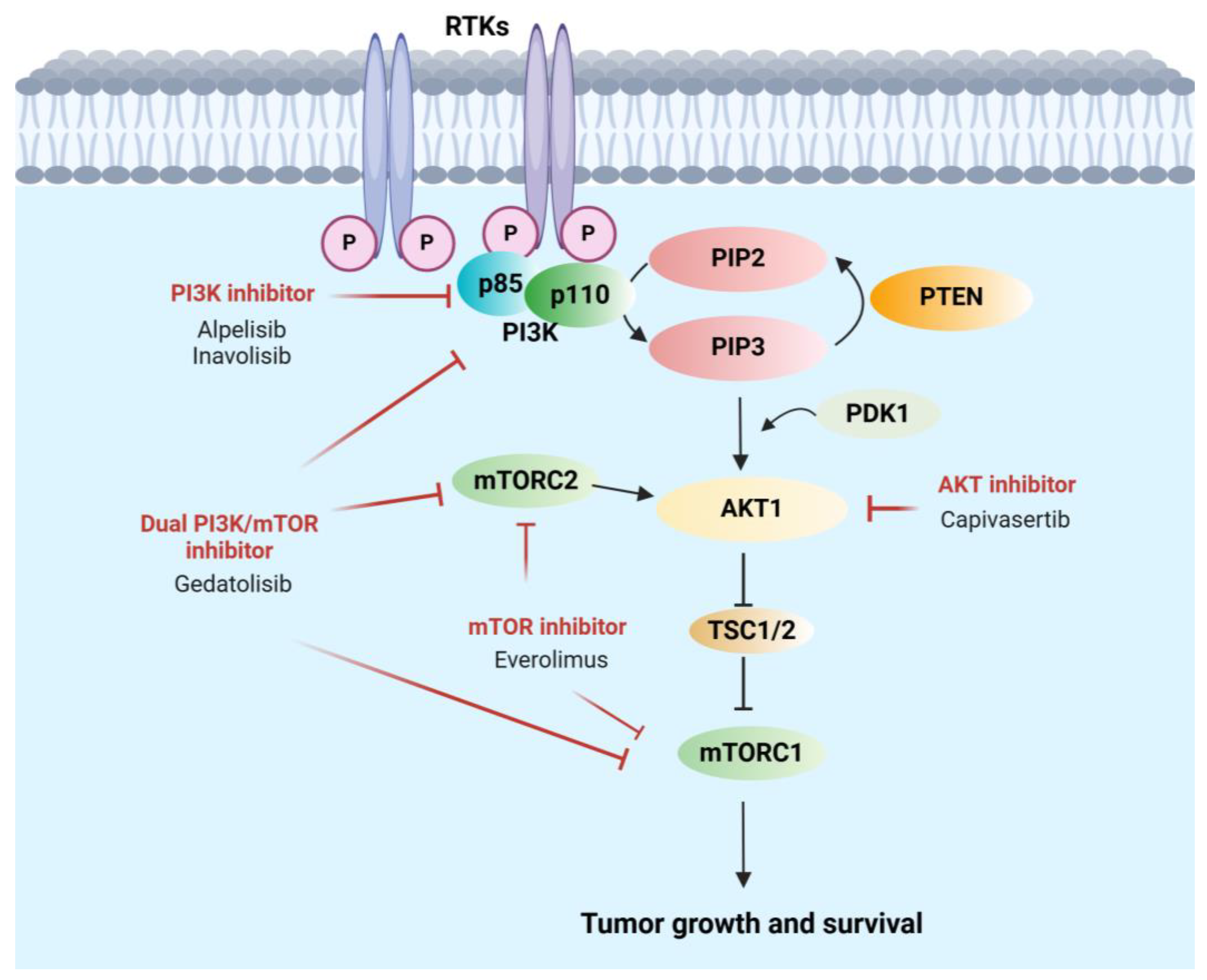Cancers 17 00016 g001
