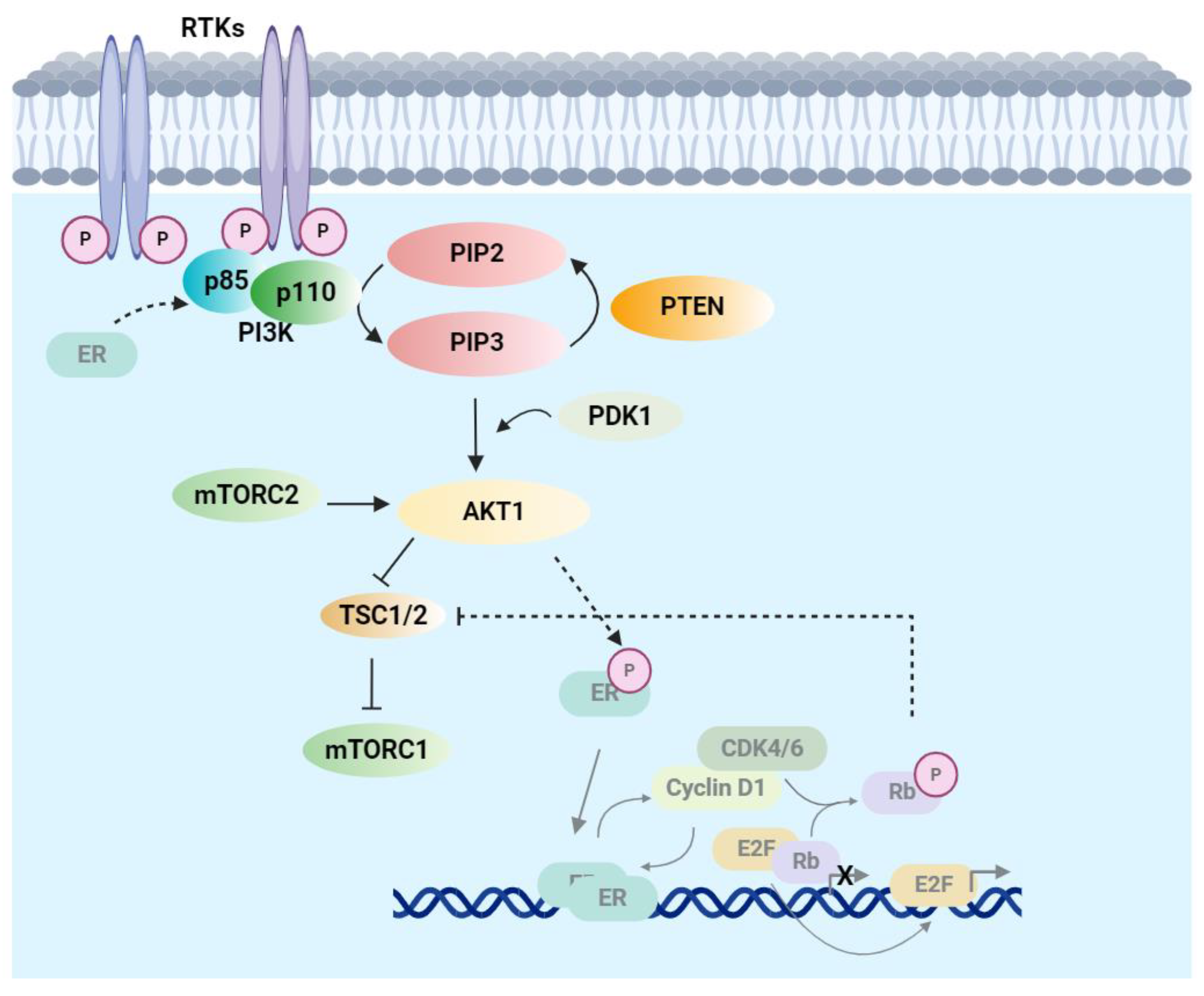 Cancers 17 00016 g002