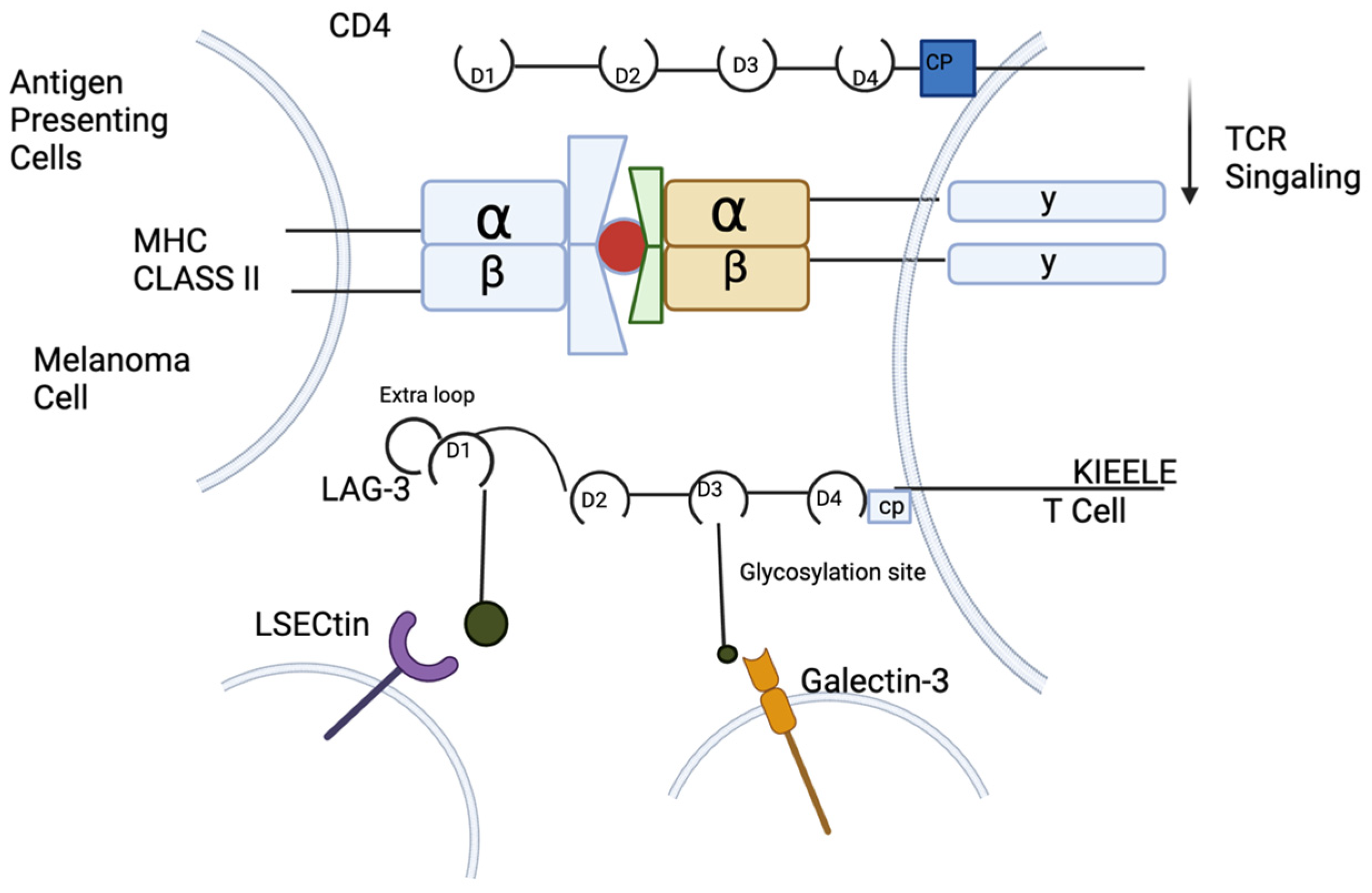 Cancers 17 00019 g003