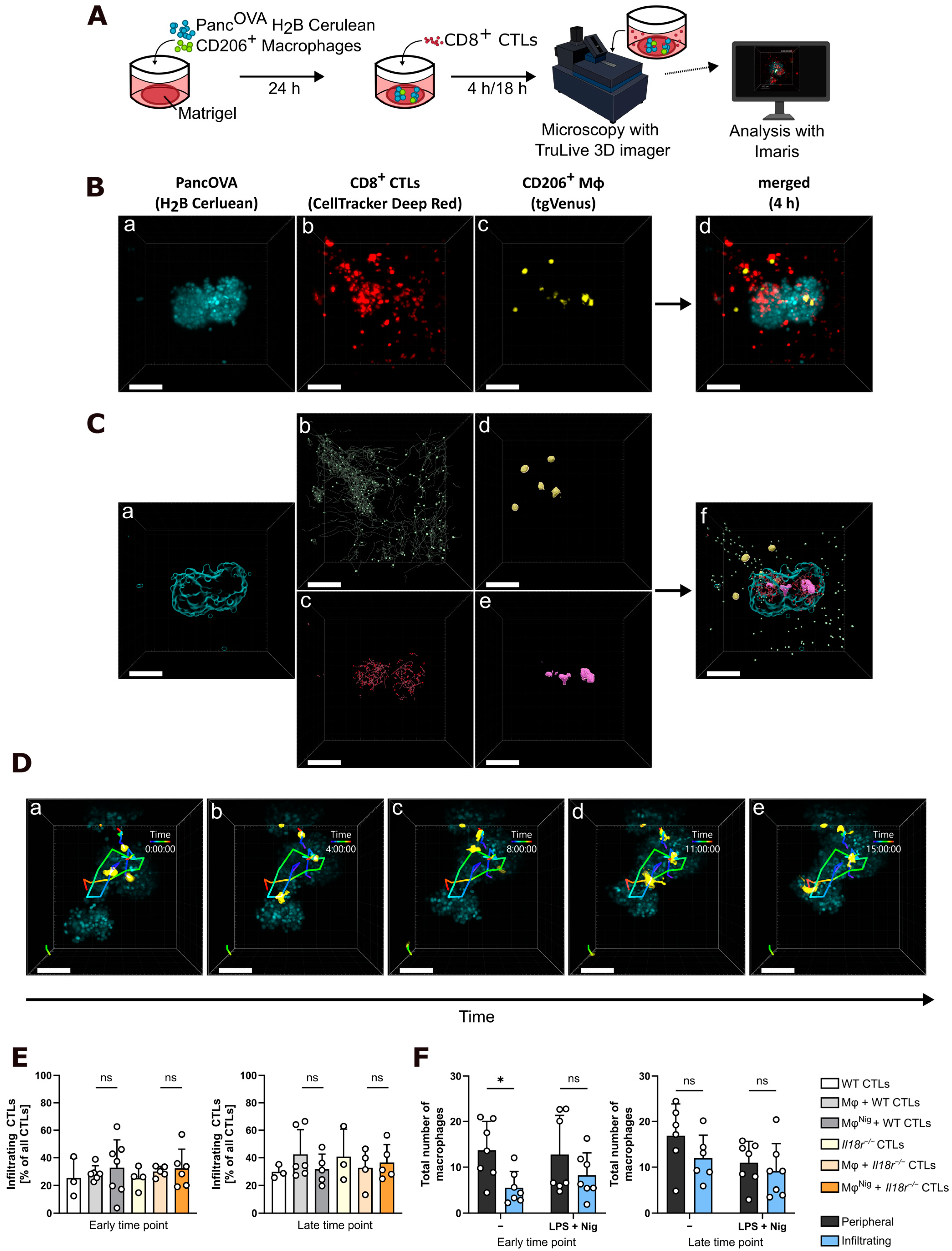Cancers 17 00051 g001