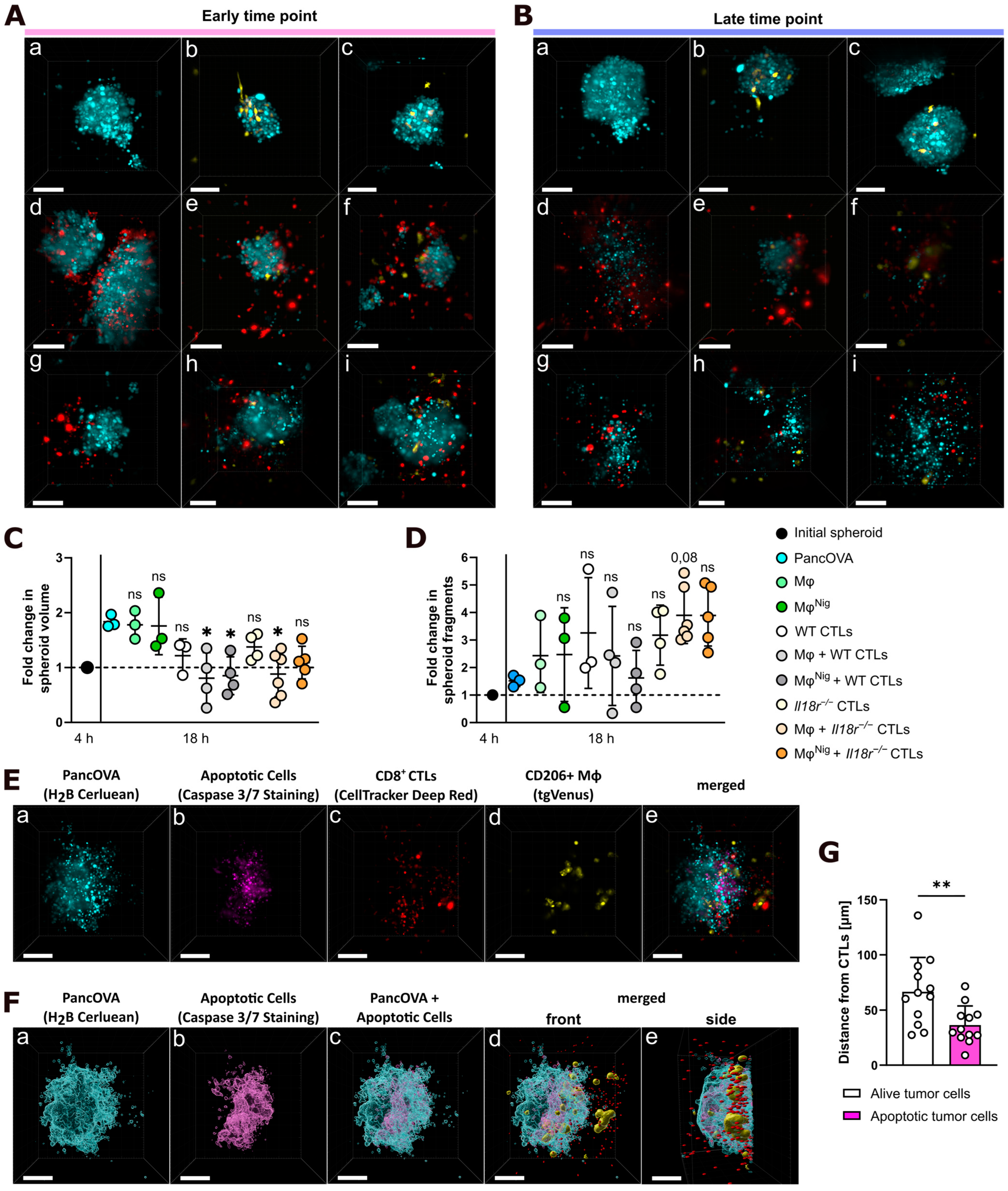 Cancers 17 00051 g004