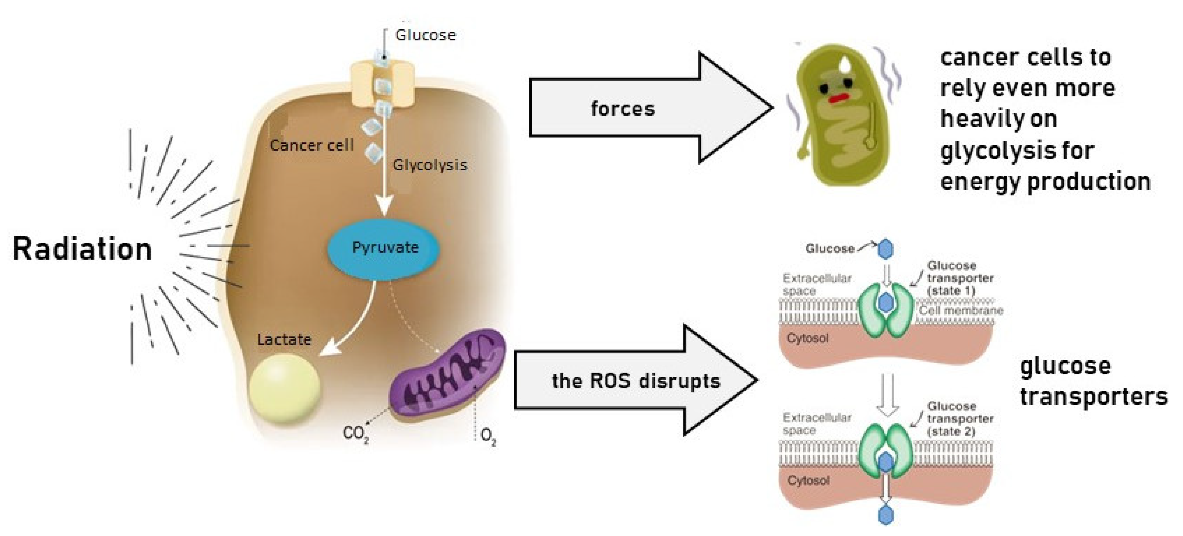 Cancers 17 00054 g001