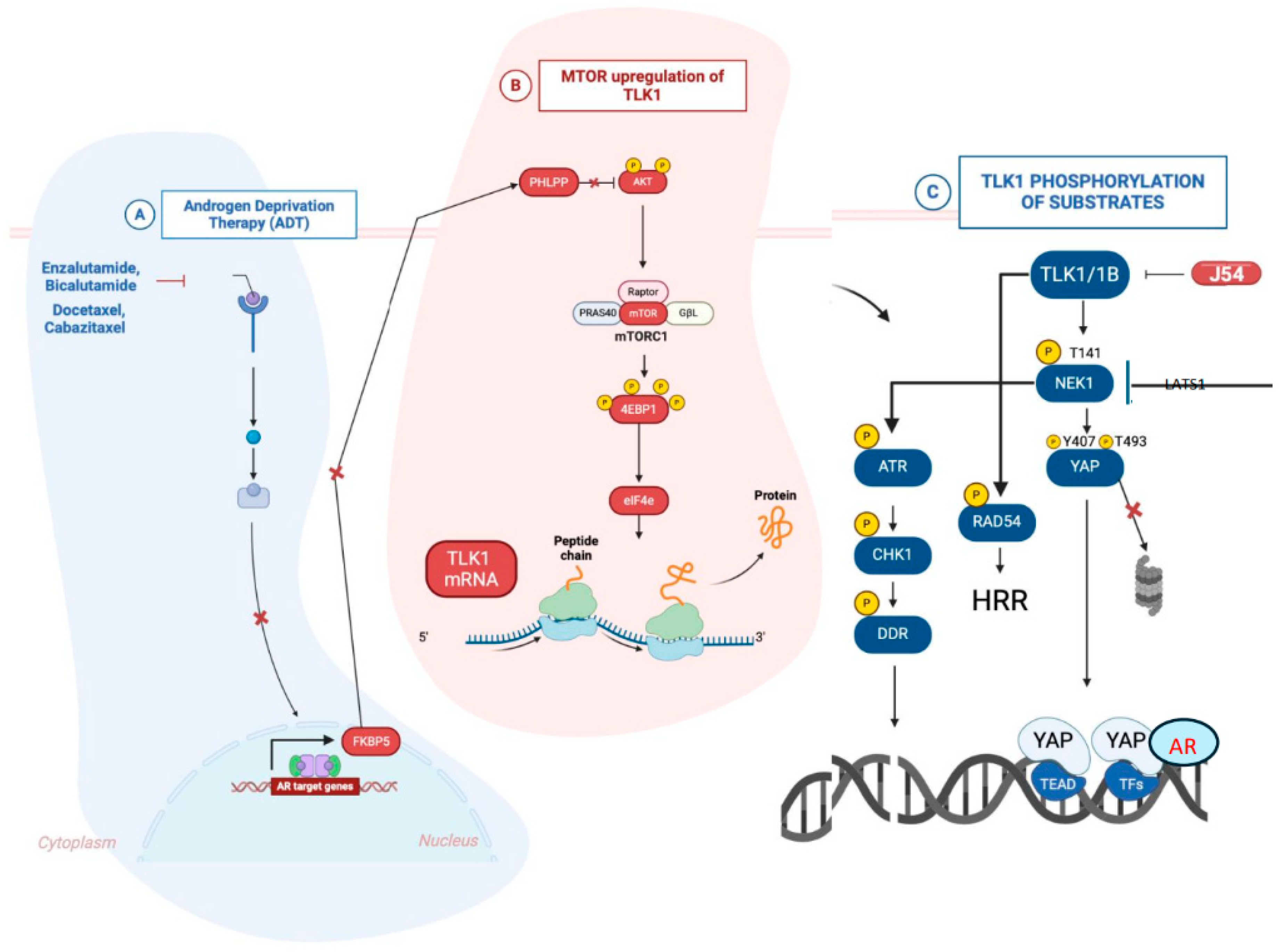 Cancers 17 00075 g001 Cancers 17 00075 g001