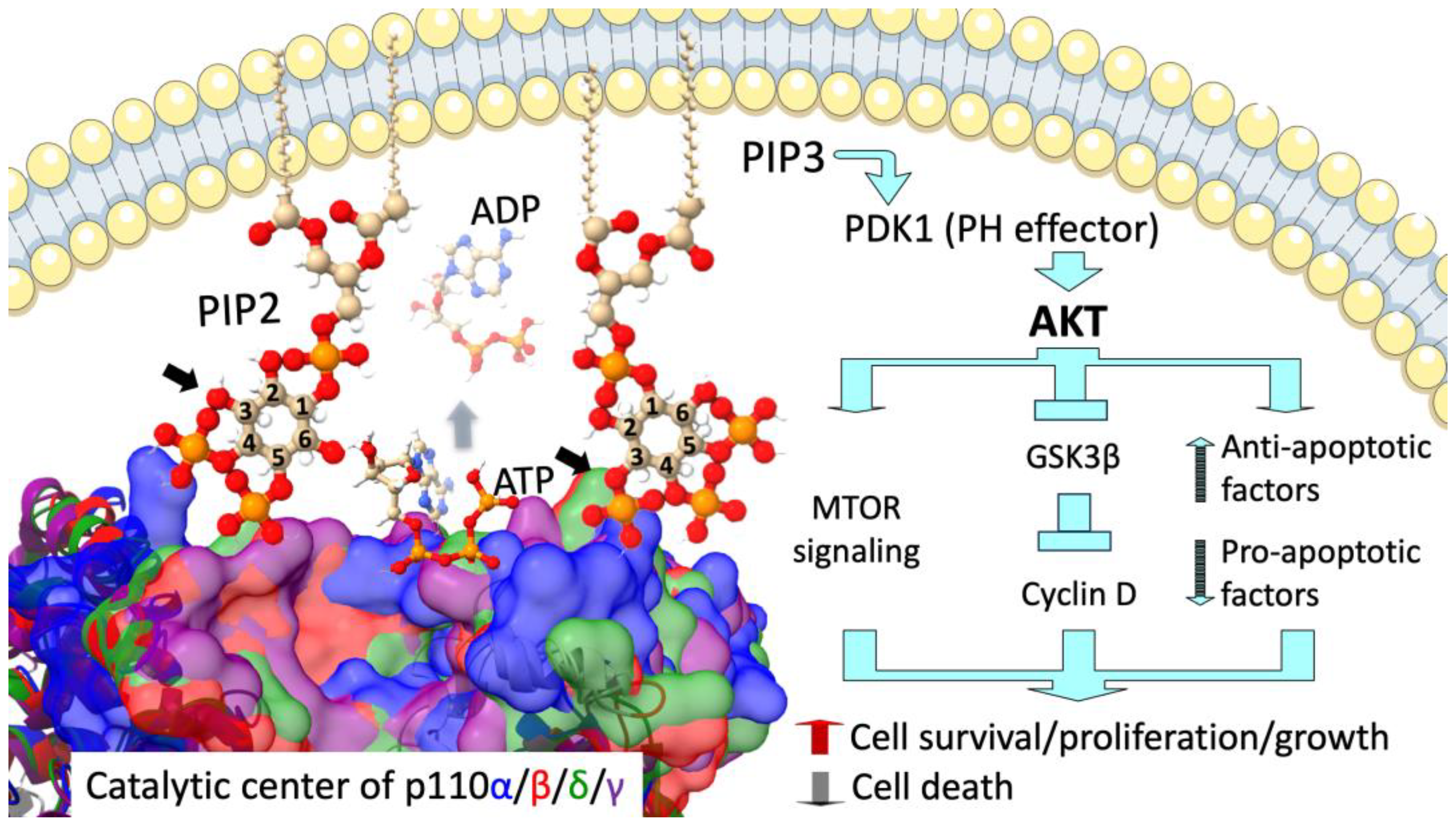 Cancers 17 00077 g001