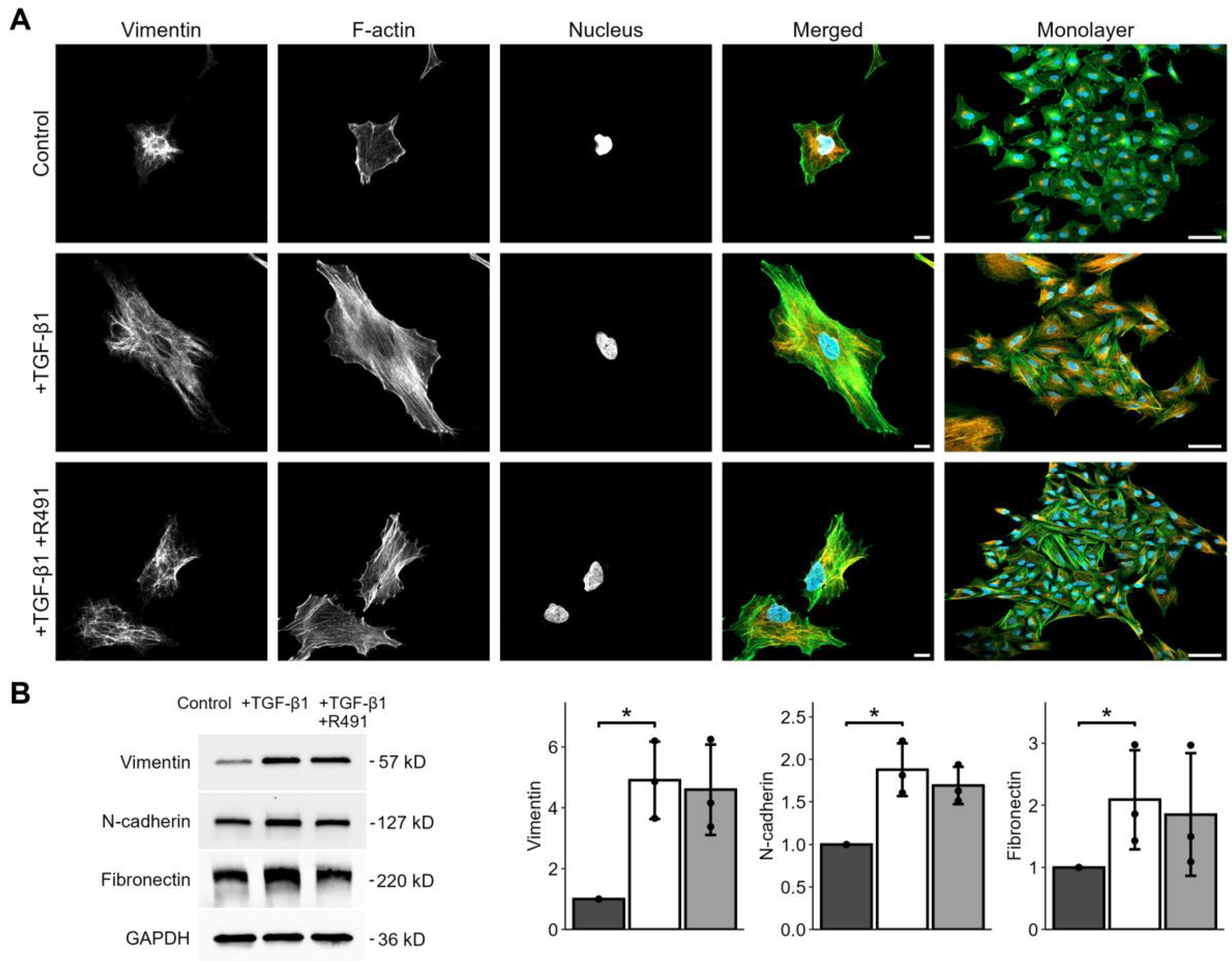 Cancers 17 00081 g001