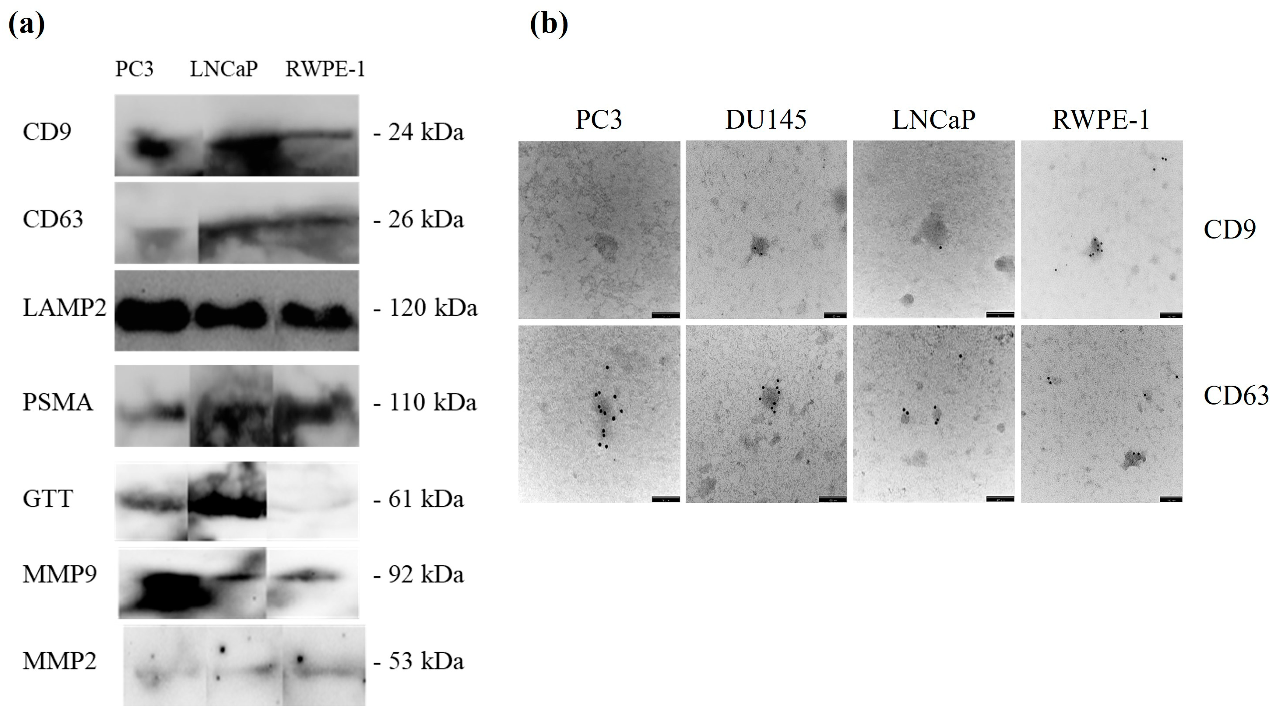 Cancers 17 00141 g001