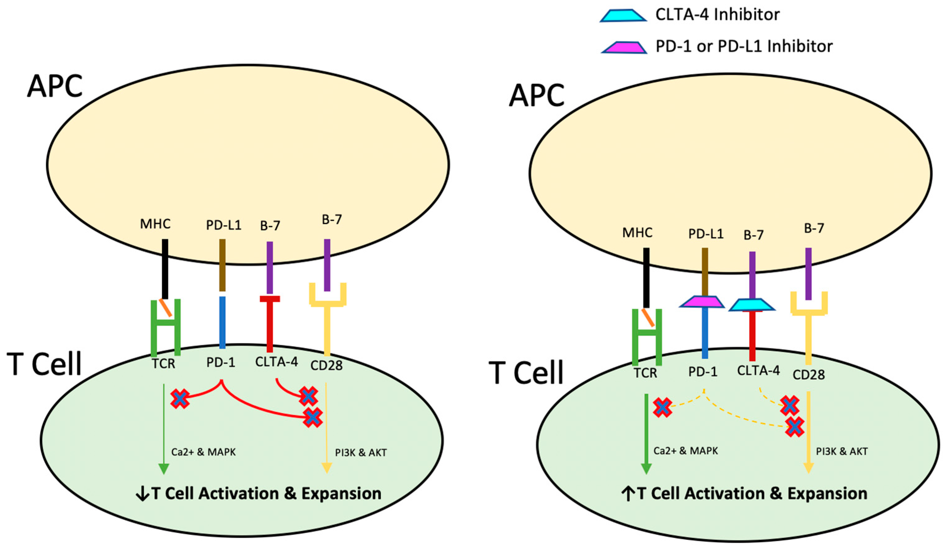 Cancers 17 00144 g001