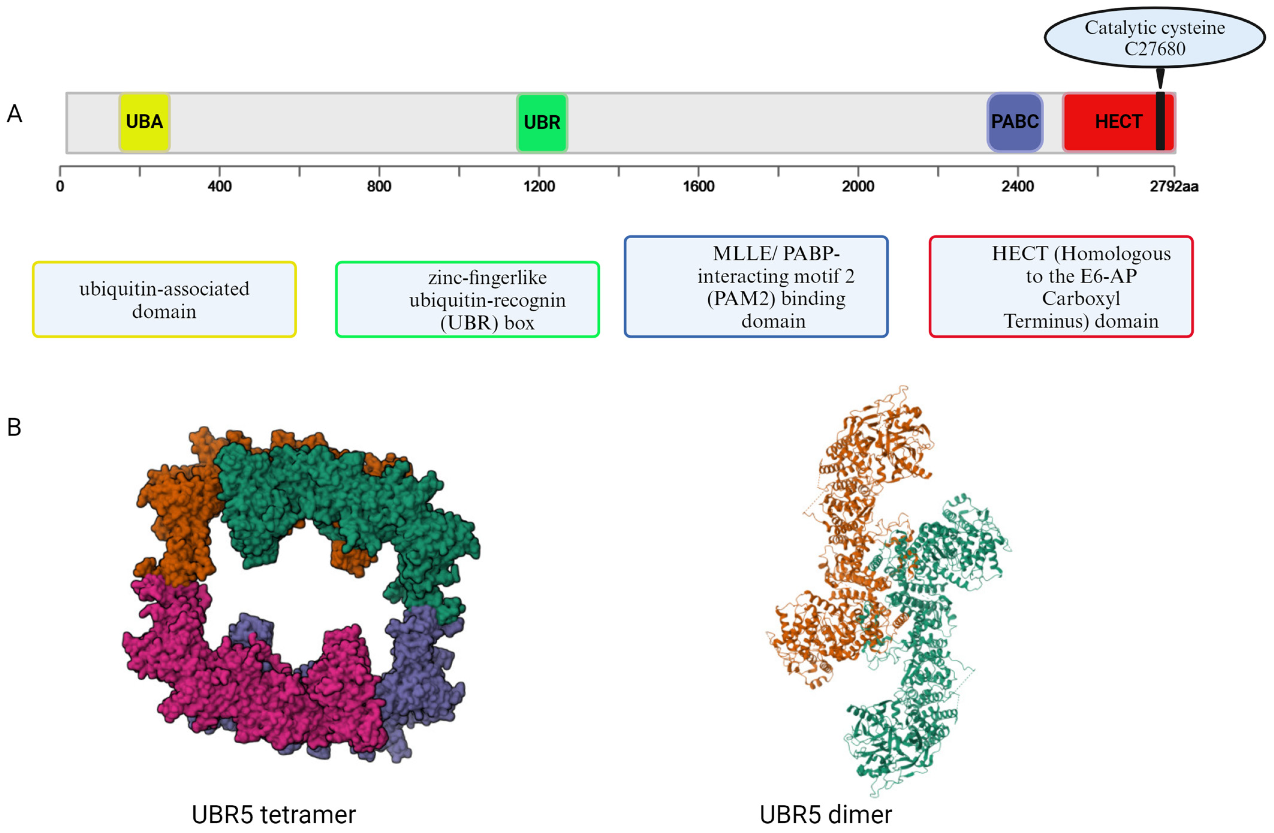 Cancers 17 00161 g001 Cancers 17 00161 g001