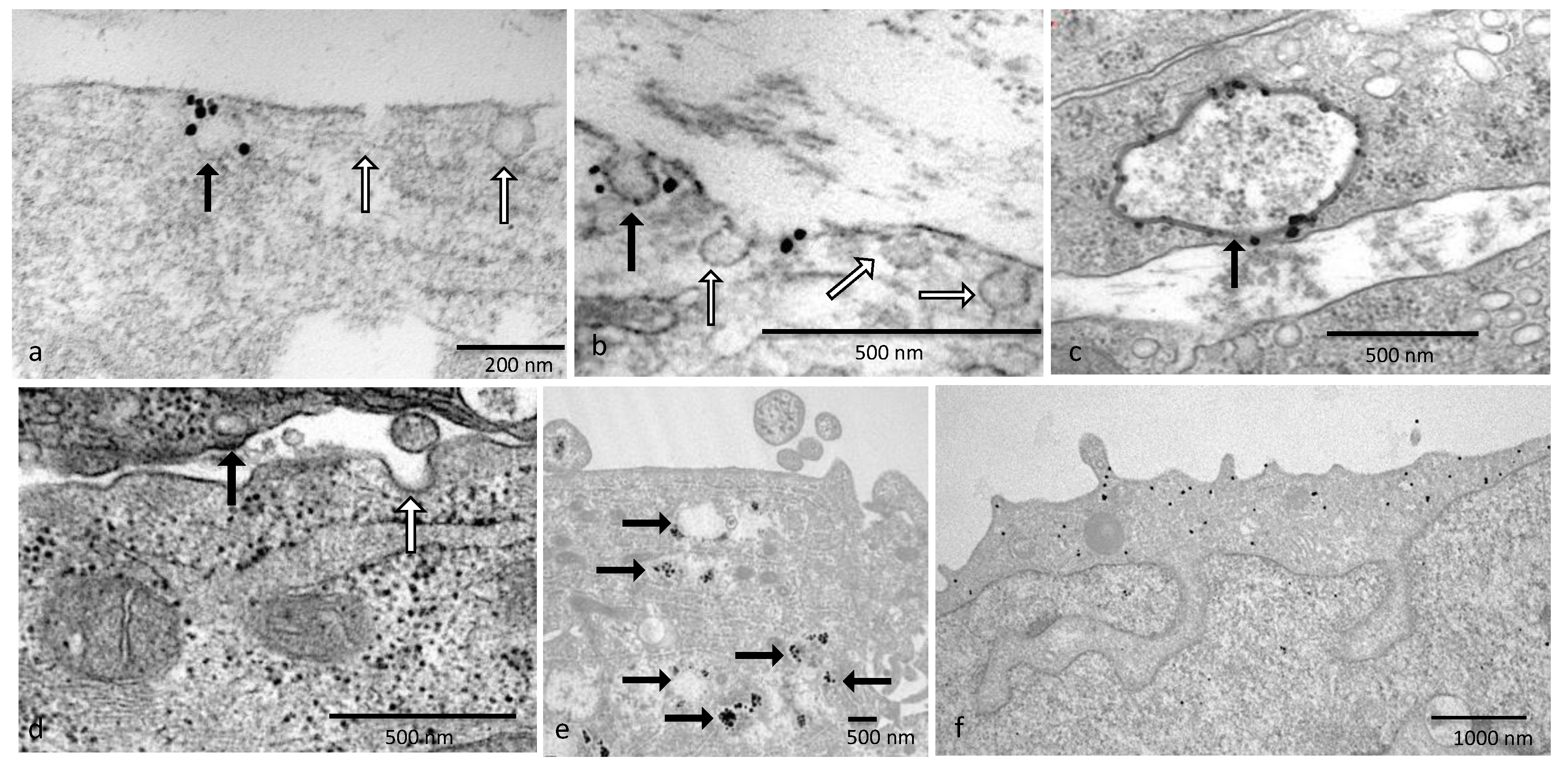 Cancers 17 00182 g004