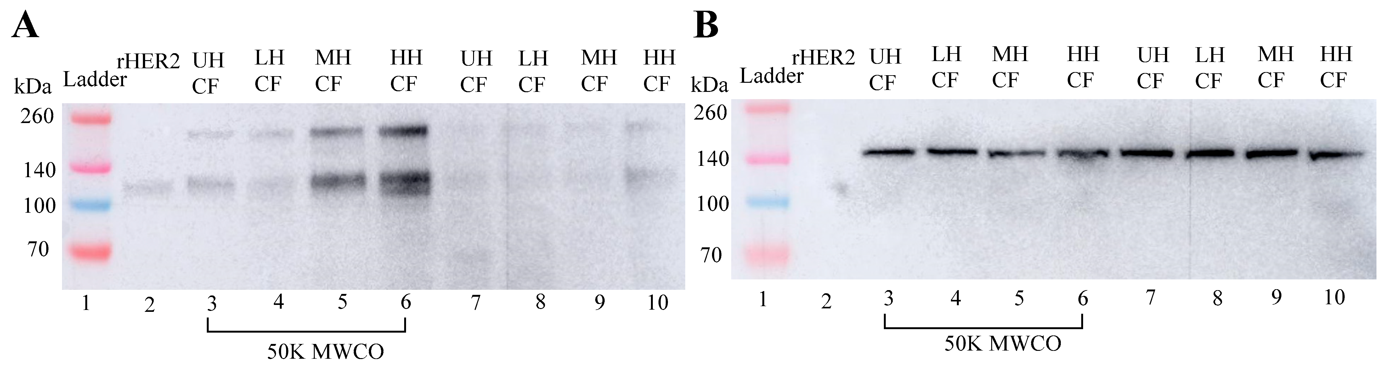 Cancers 17 00183 g005