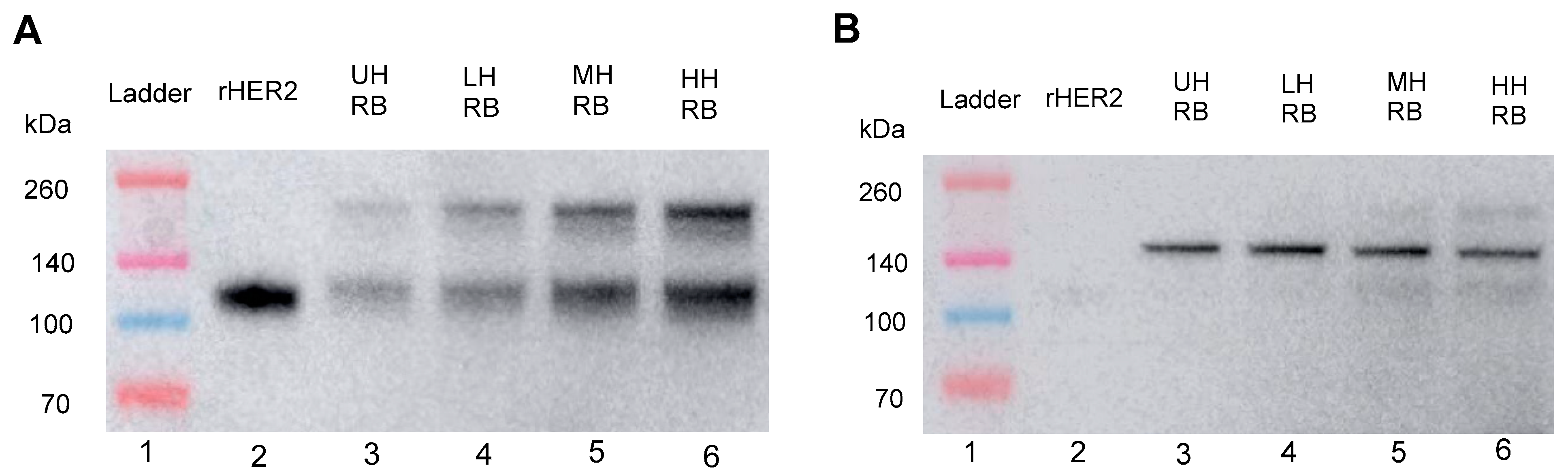 Cancers 17 00183 g006