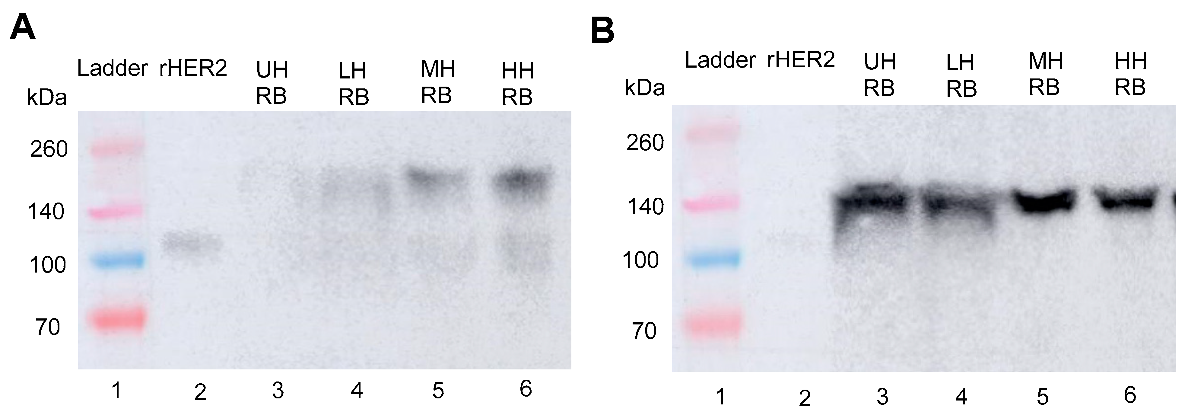 Cancers 17 00183 g010