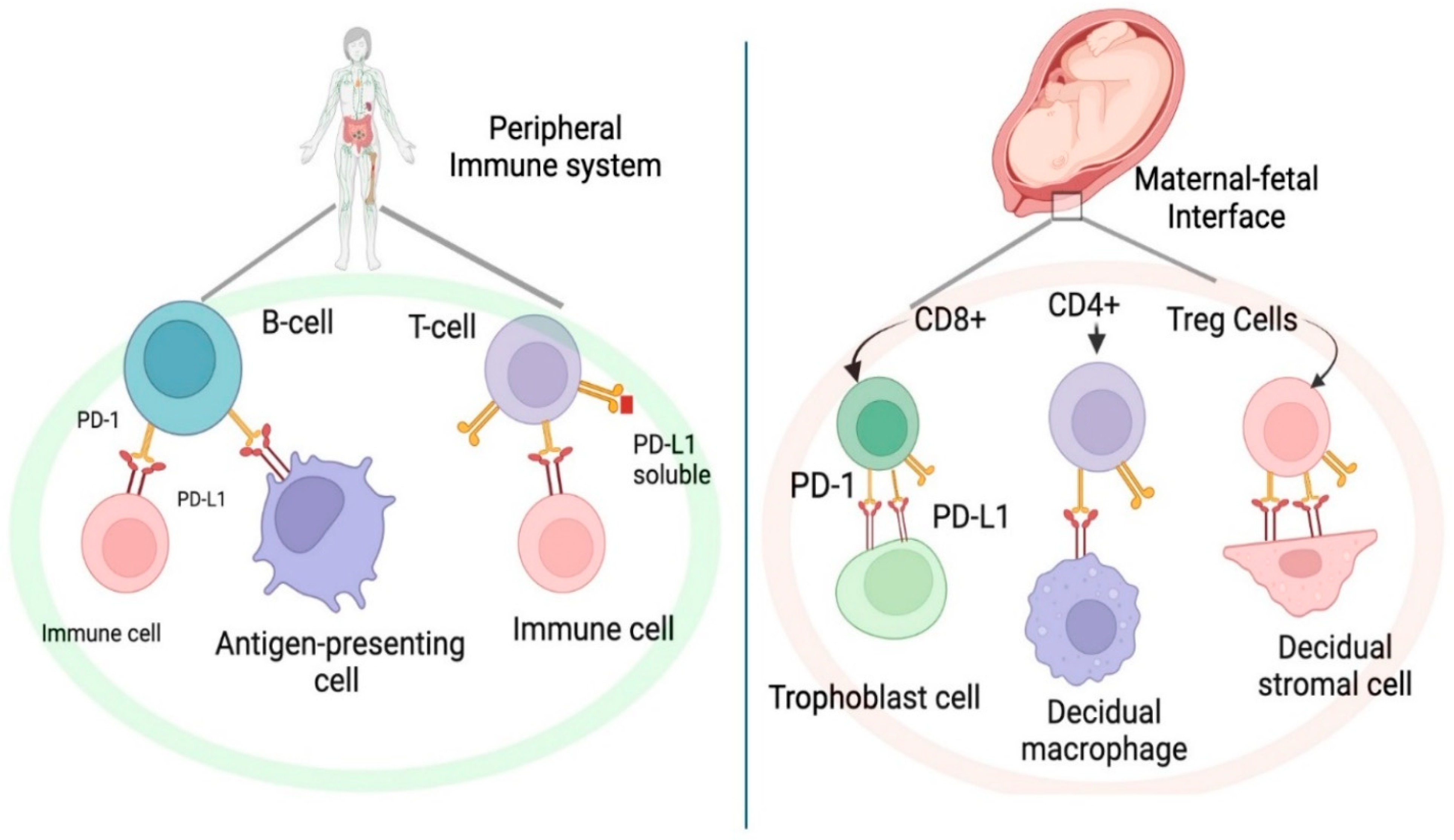 Cancers 17 00238 g001