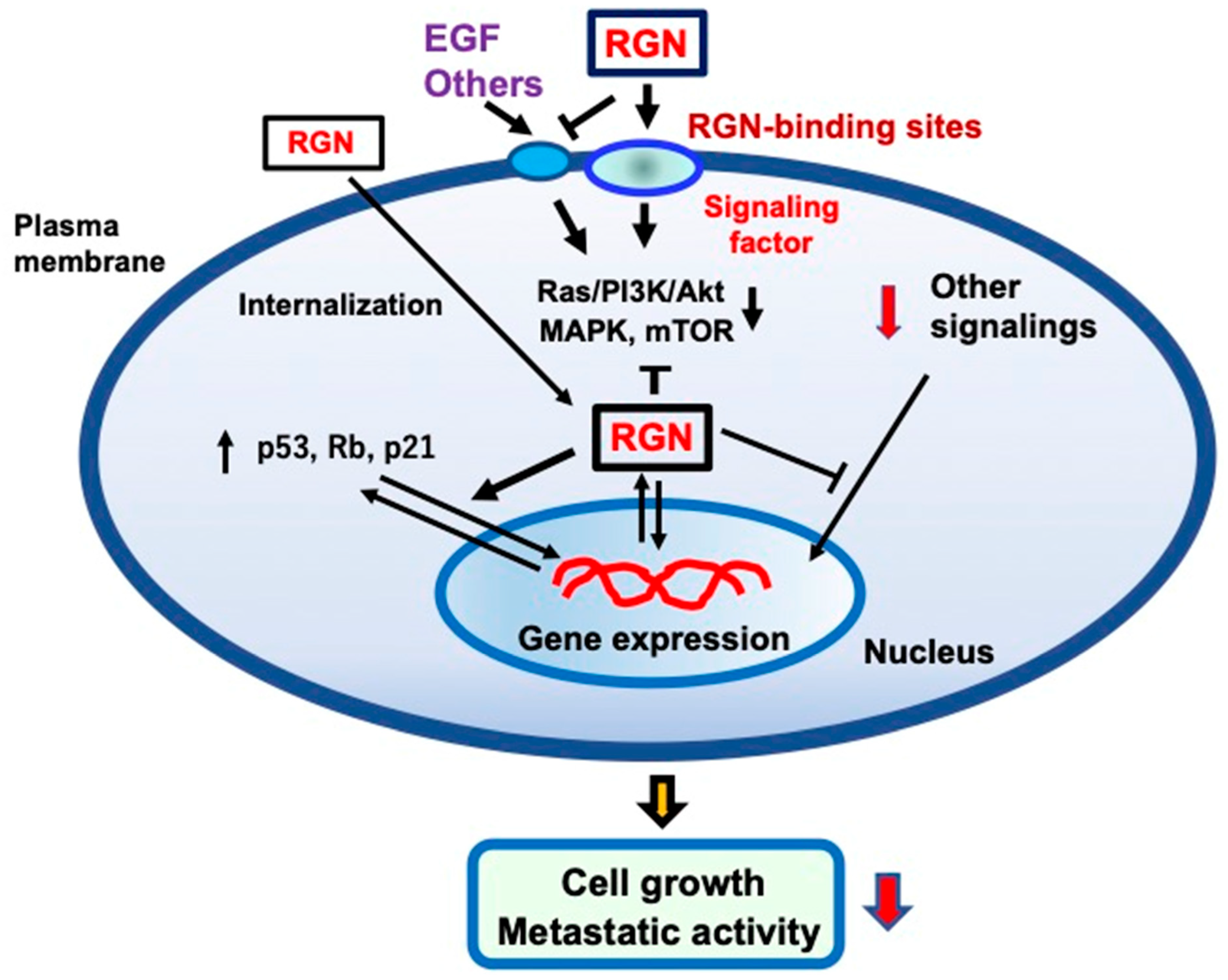 Cancers 17 00240 g001 Cancers 17 00240 g001