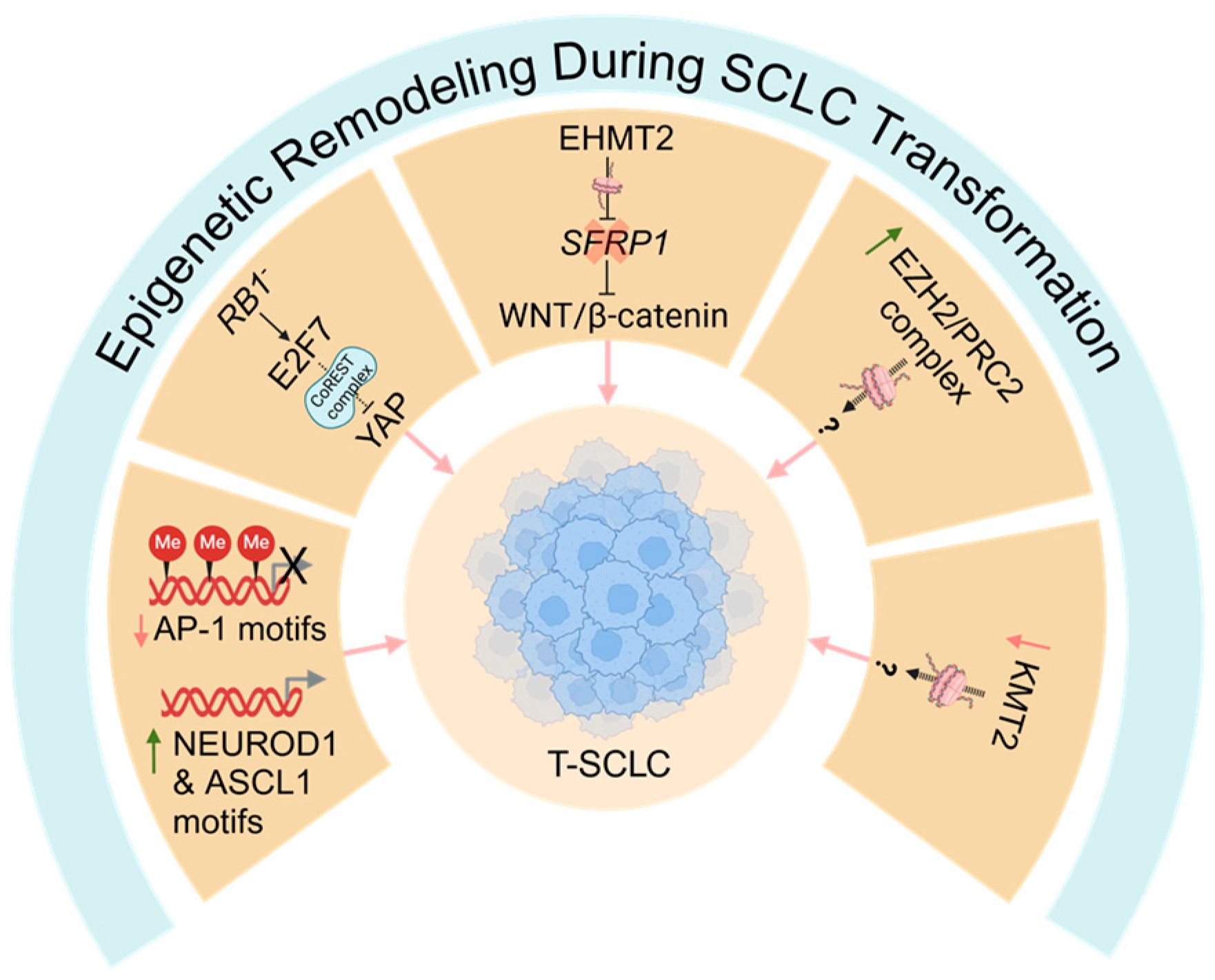 Cancers 17 00260 g004