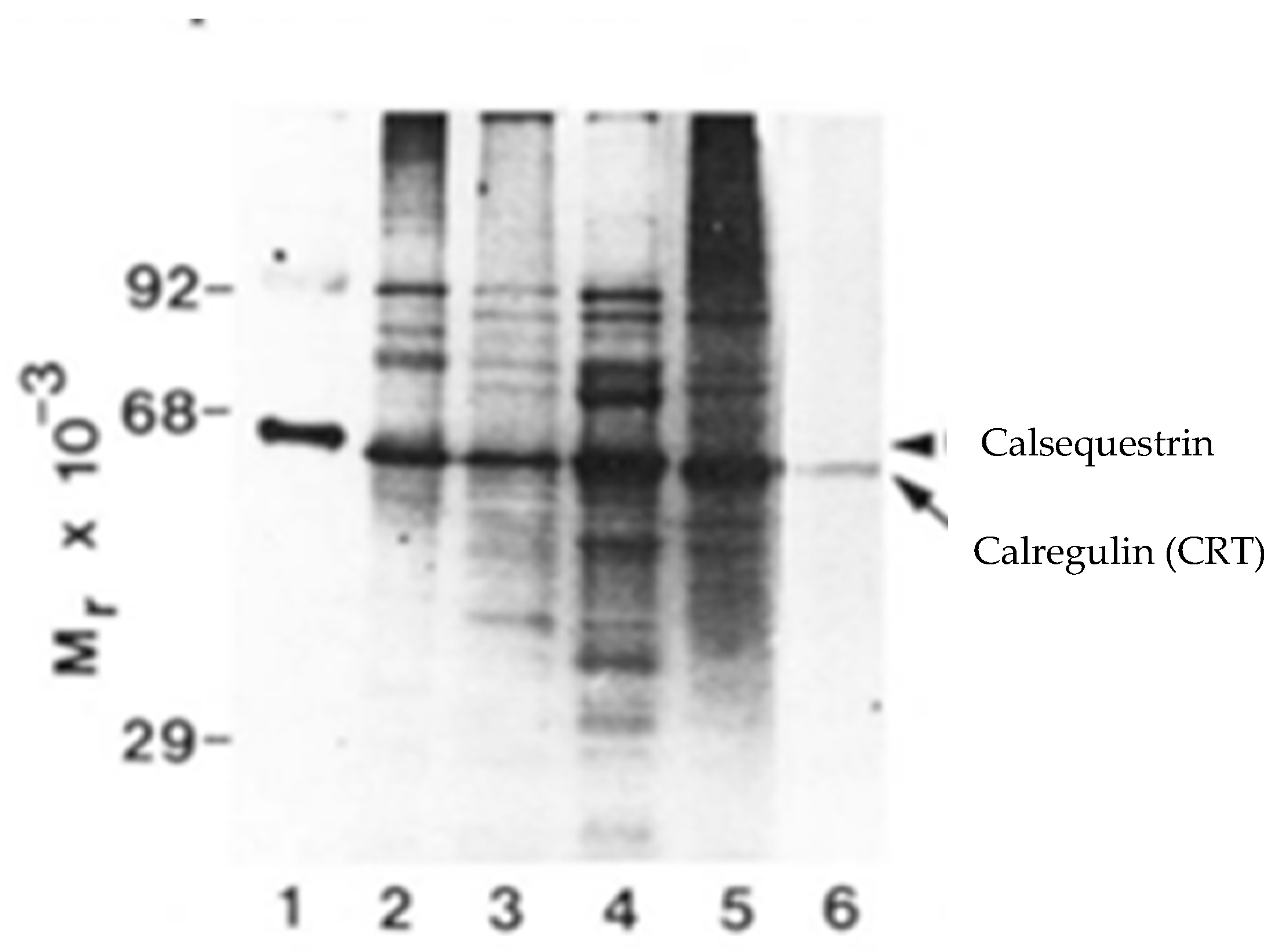 Cancers 17 00288 g002 Cancers 17 00288 g002