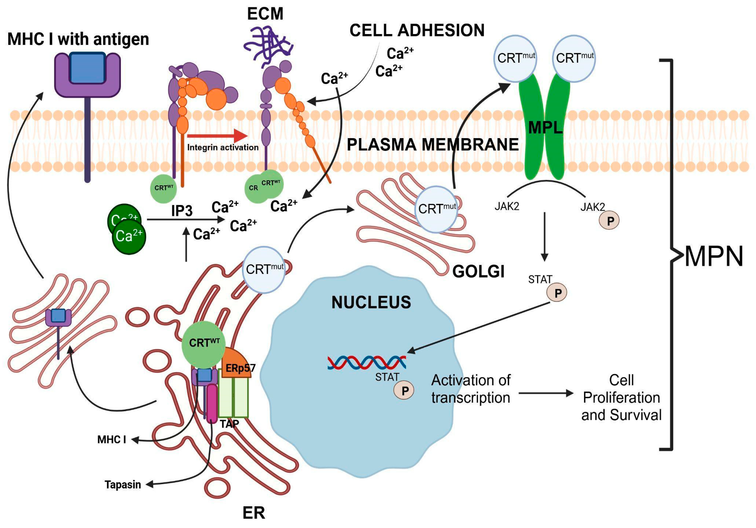 Cancers 17 00288 g004 Cancers 17 00288 g004