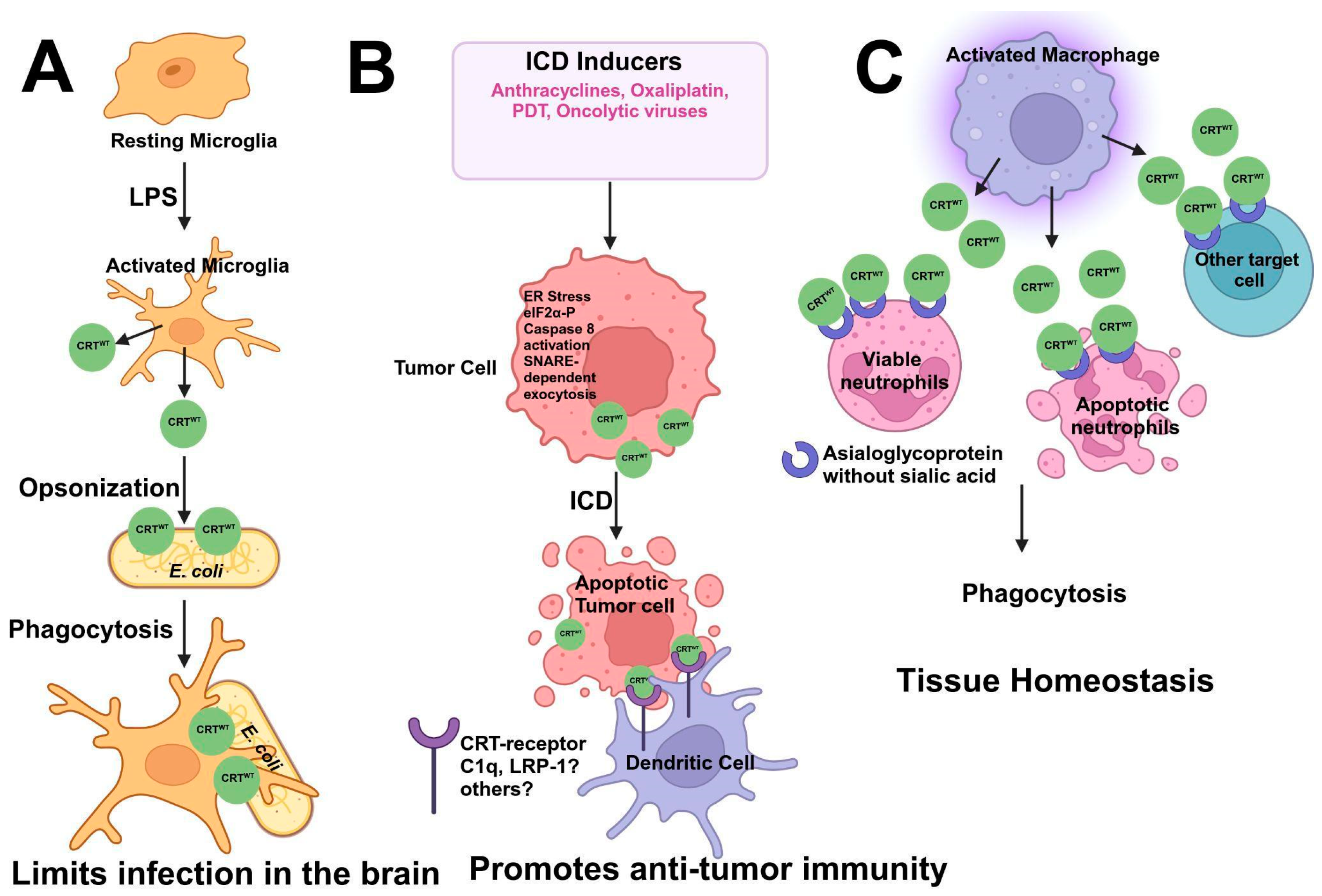 Cancers 17 00288 g005 Cancers 17 00288 g005