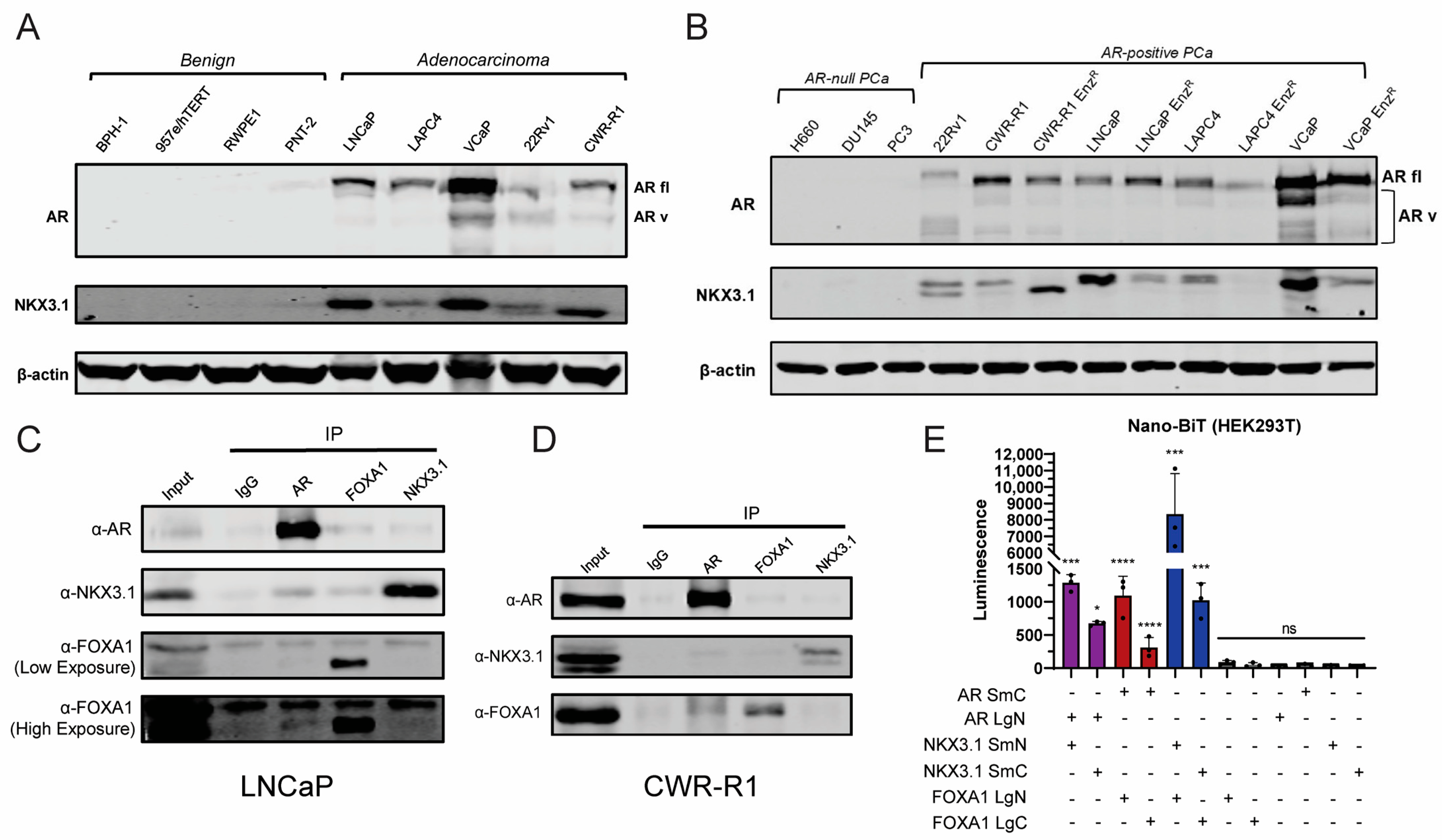 Cancers 17 00306 g001 Cancers 17 00306 g001