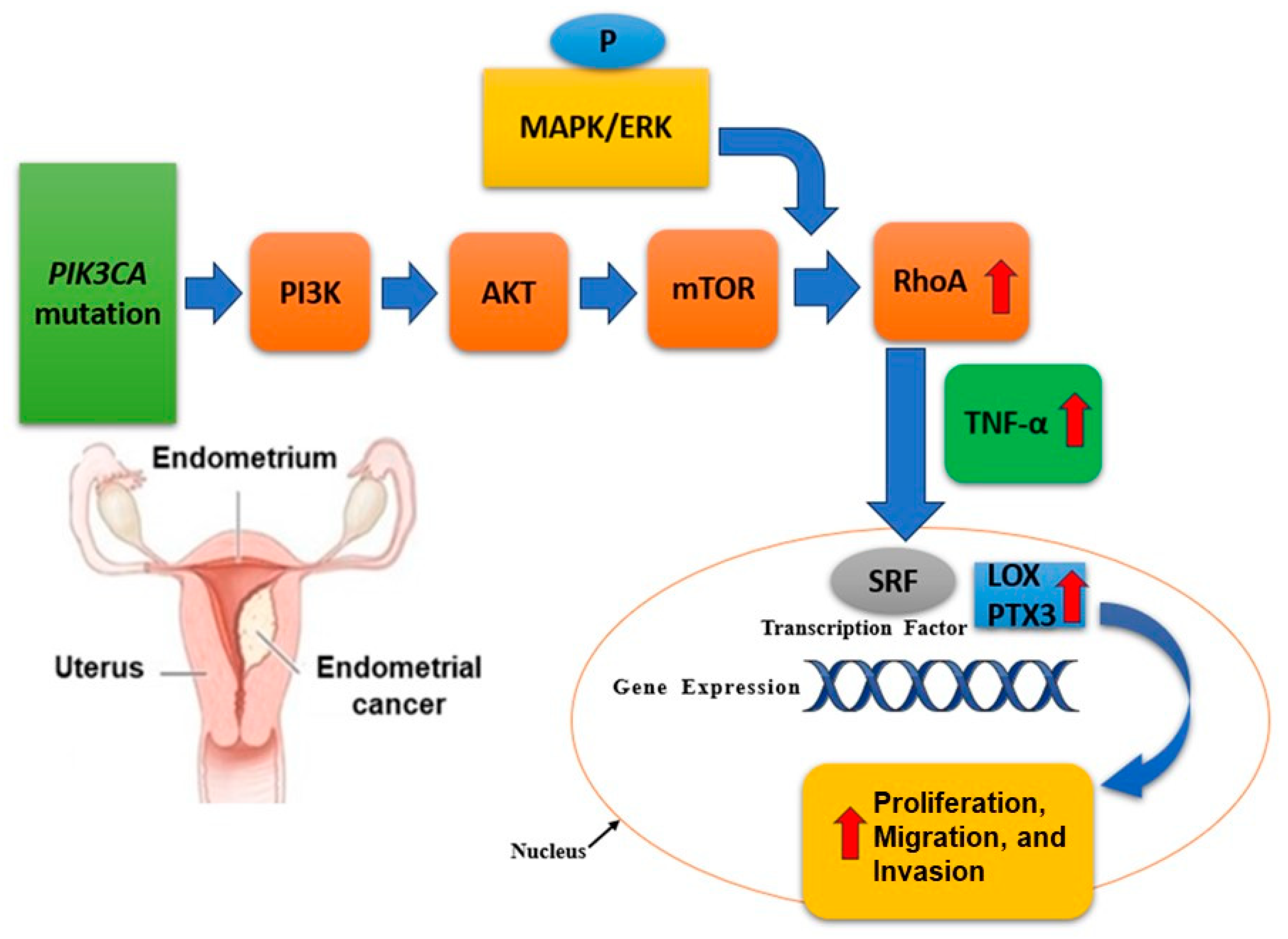Cancers 17 00320 g004