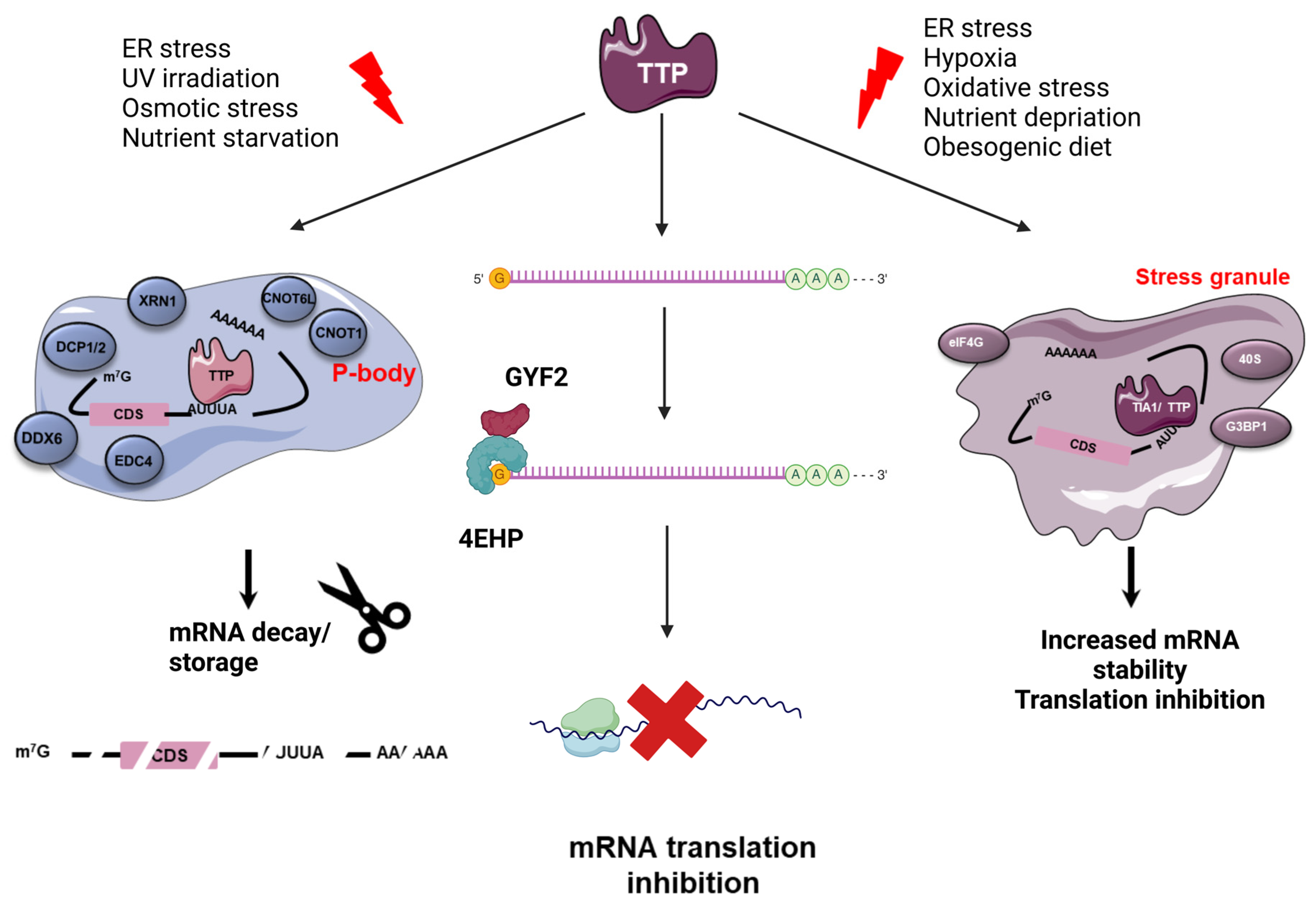 Cancers 17 00348 g002