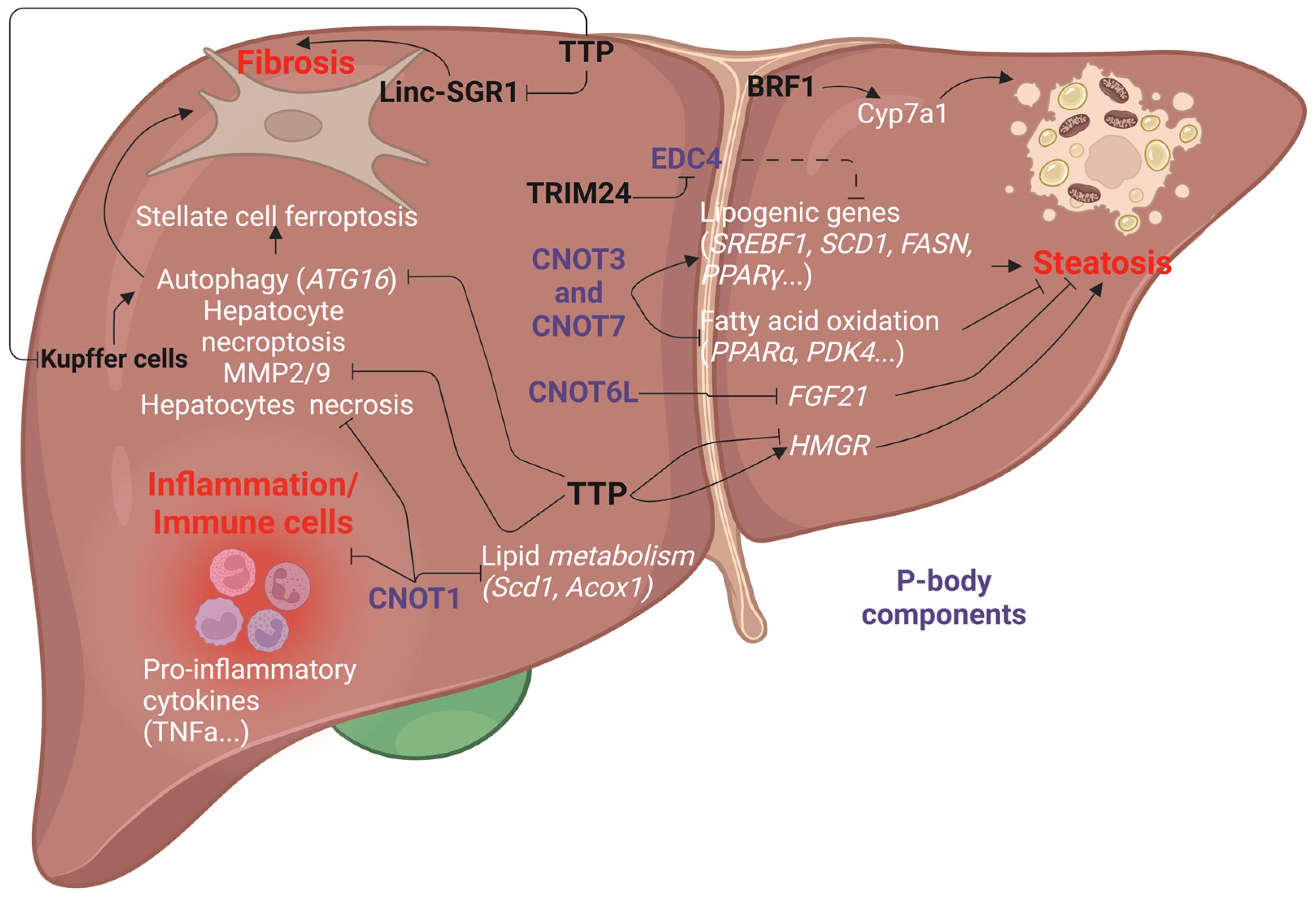 Cancers 17 00348 g006
