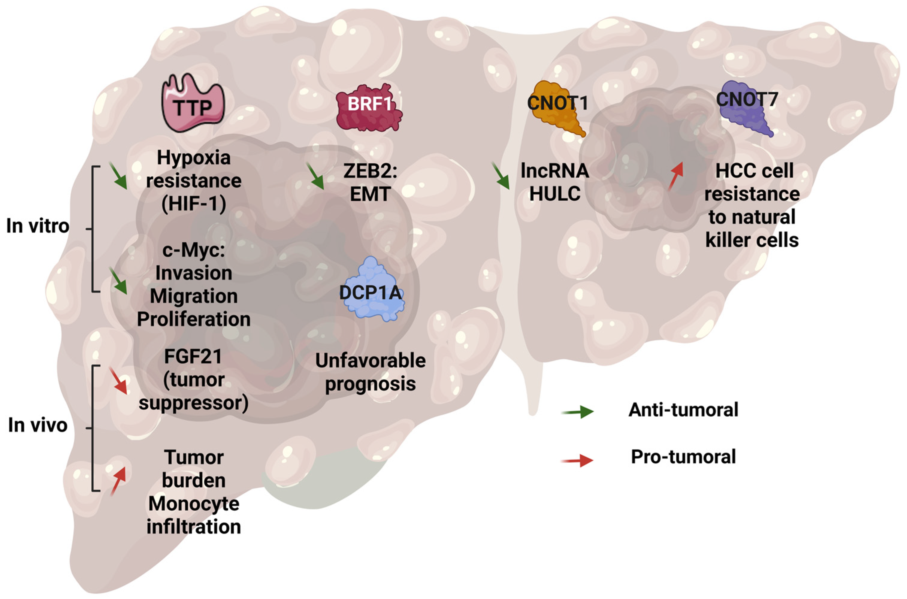 Cancers 17 00348 g007