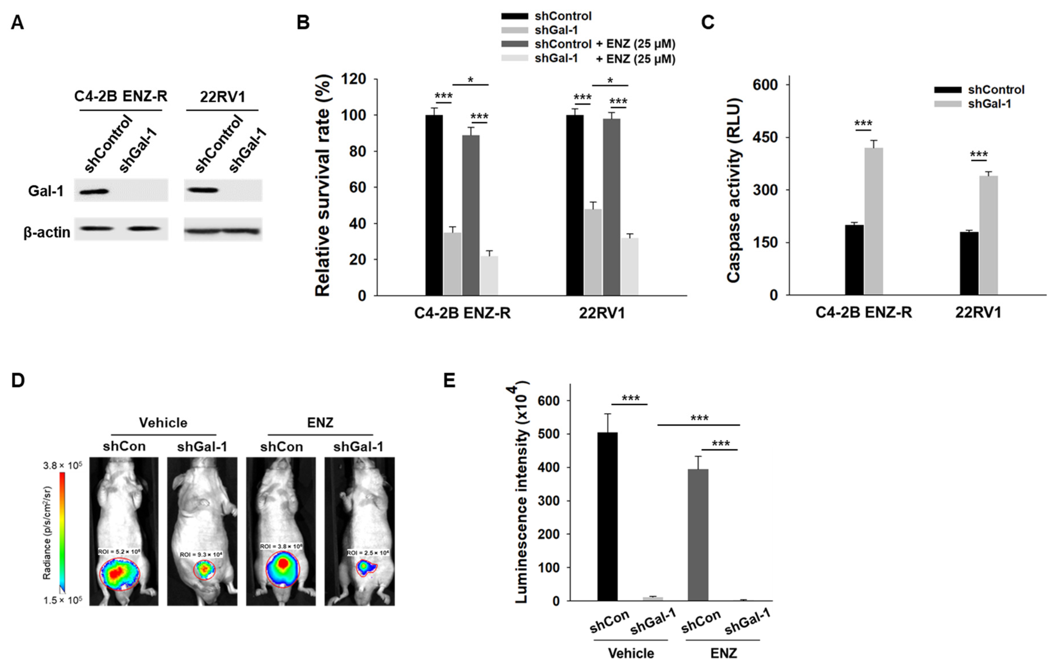 Cancers 17 00351 g002