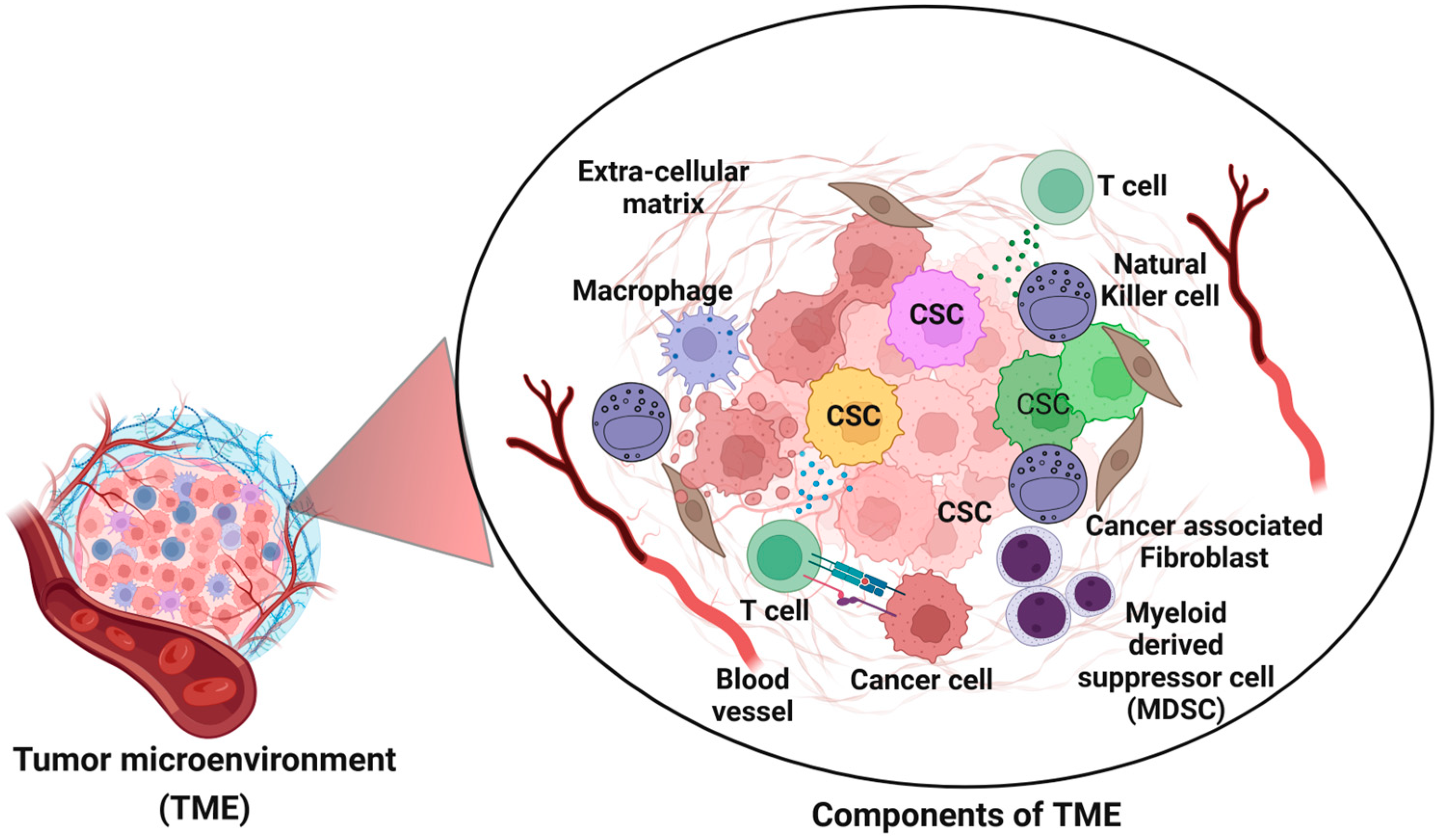 Cancers 17 00382 g004