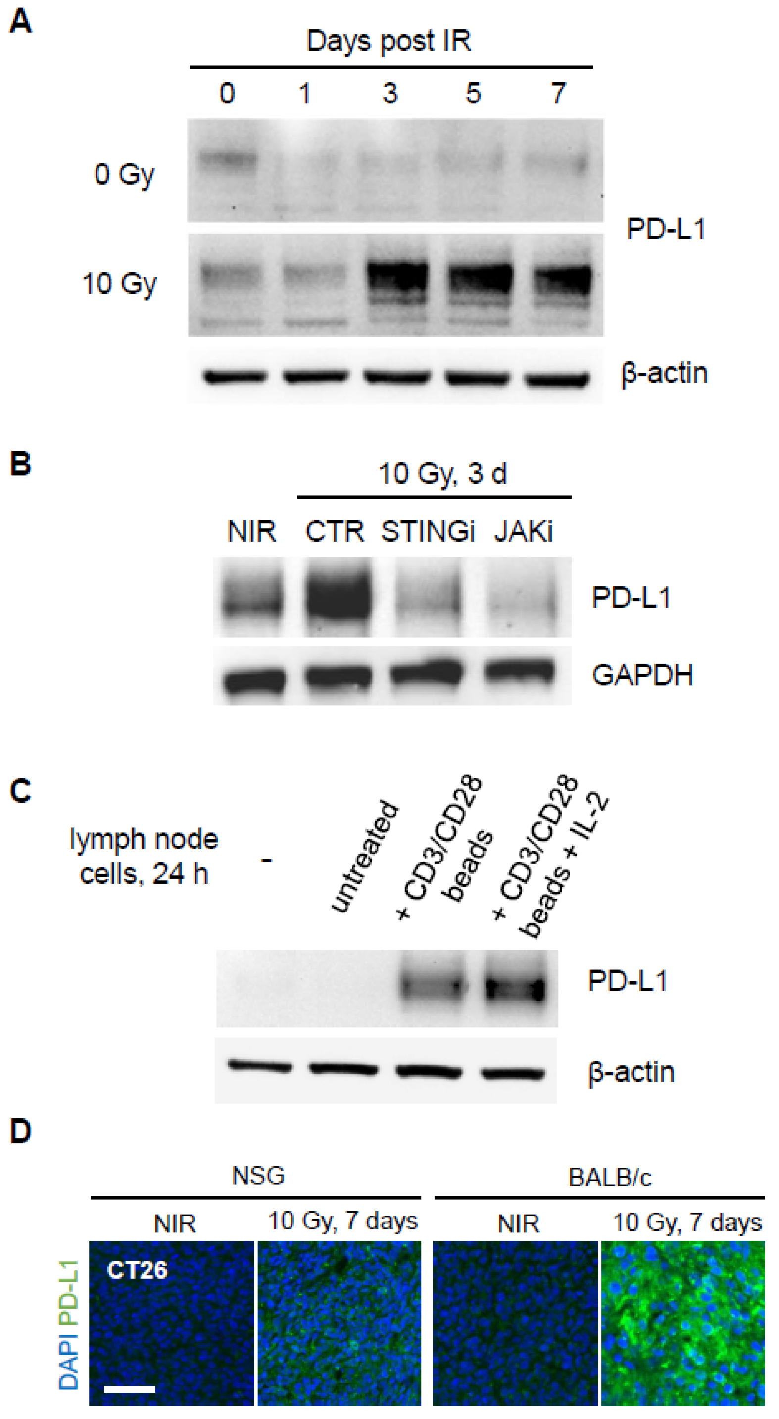 Cancers 17 00391 g004