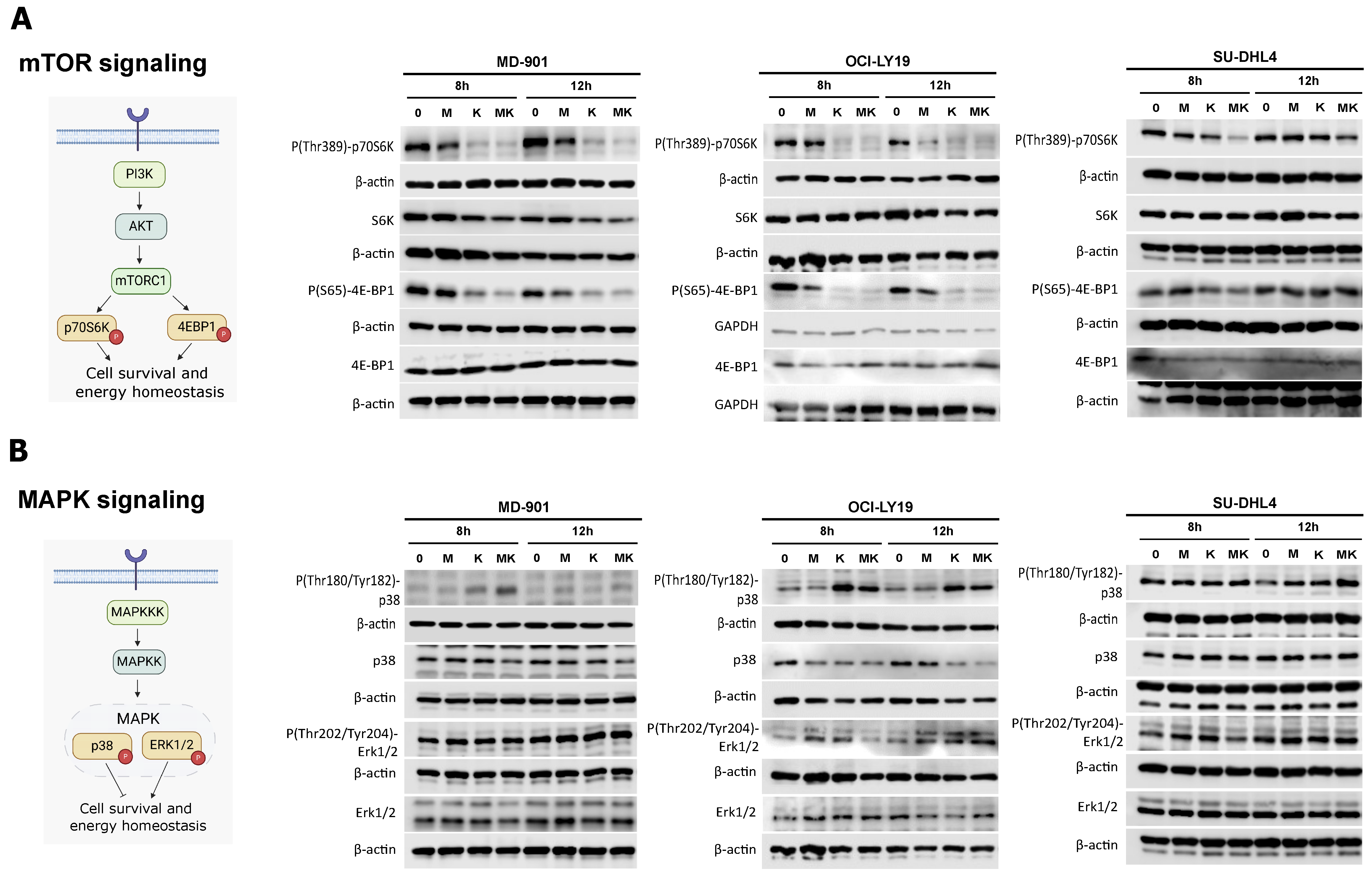 Cancers 17 00394 g004