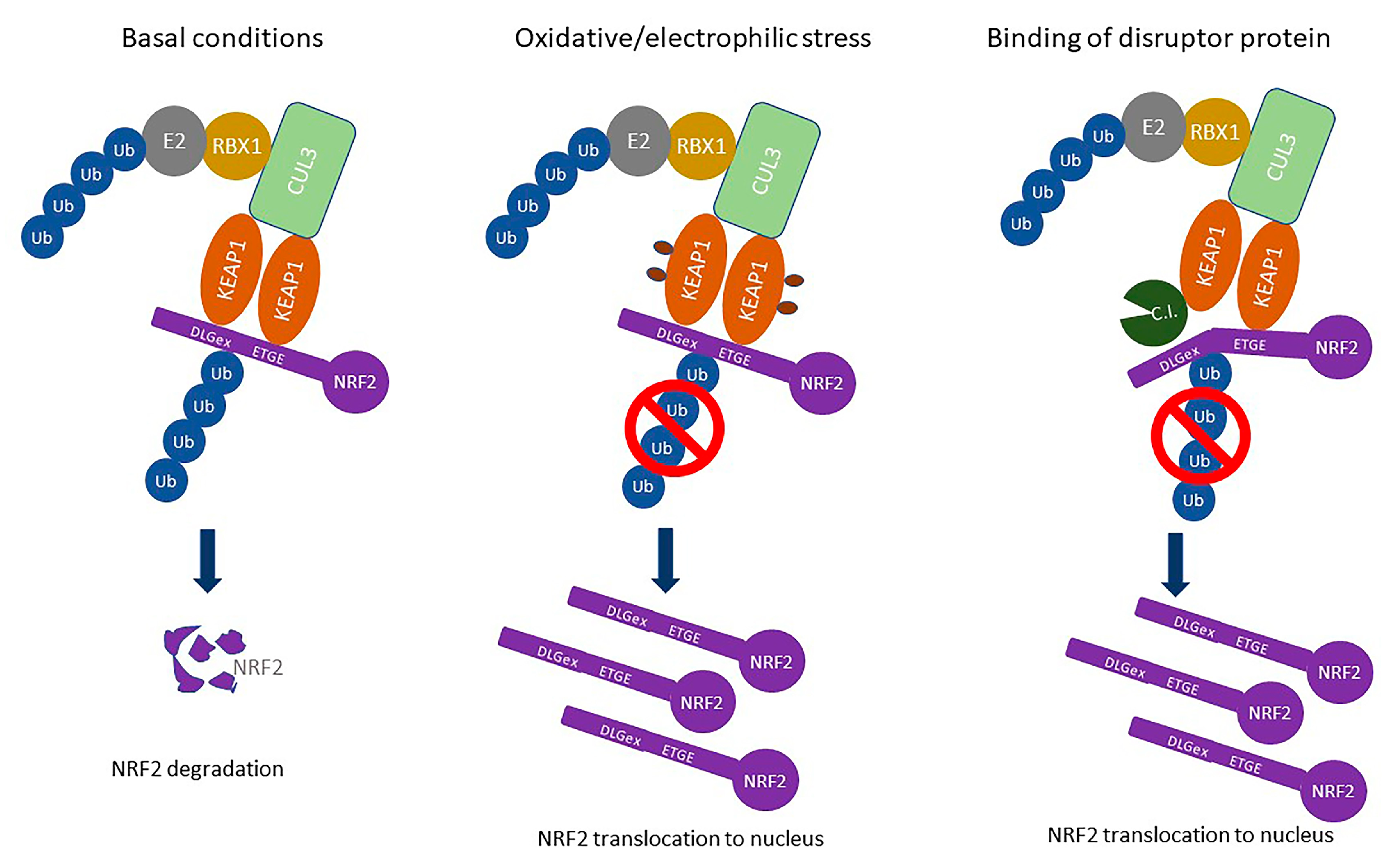 KEAP1-NRF2 Interaction in Cancer: Competitive Interactors