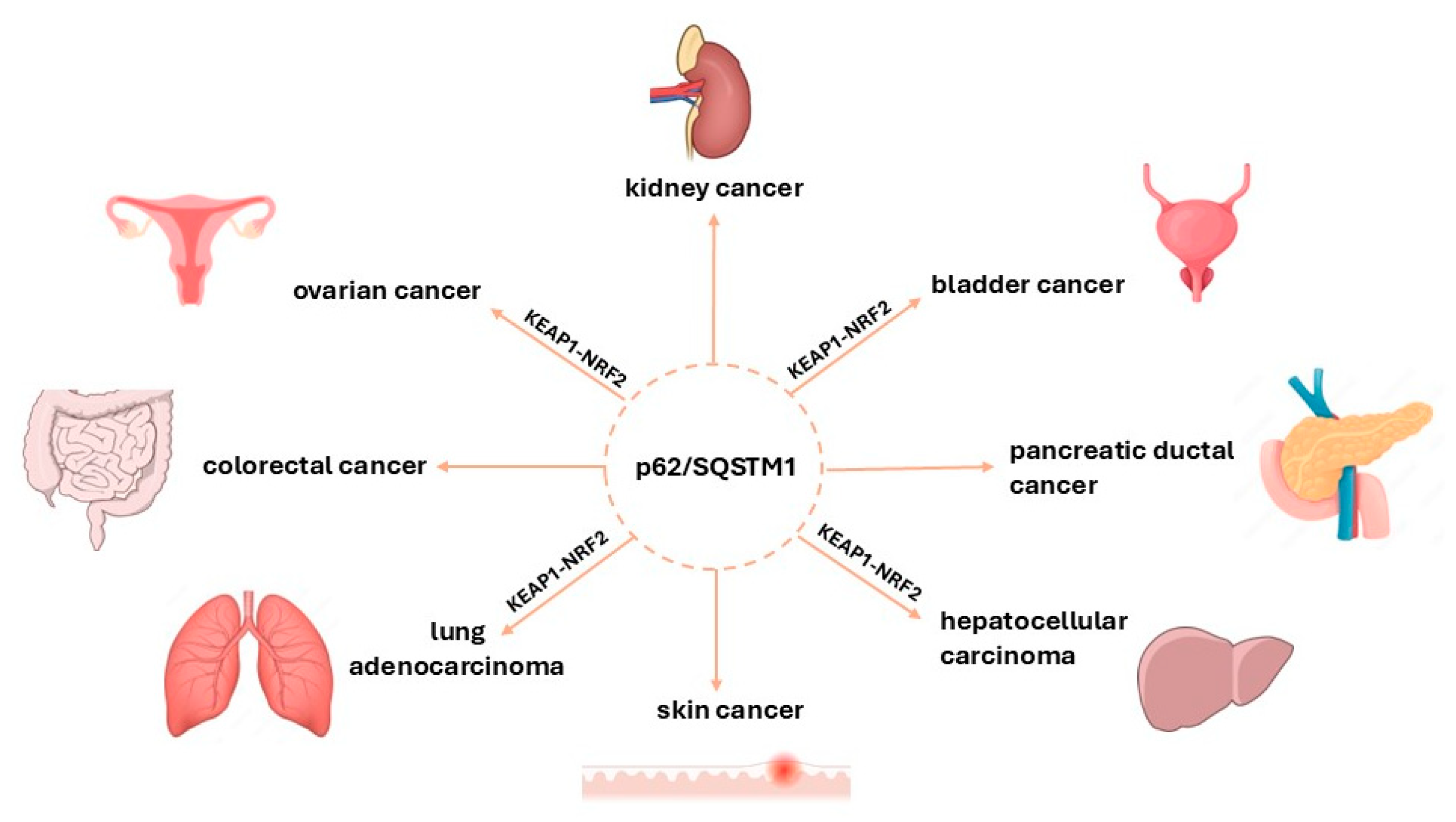 Cancers 17 00447 g002