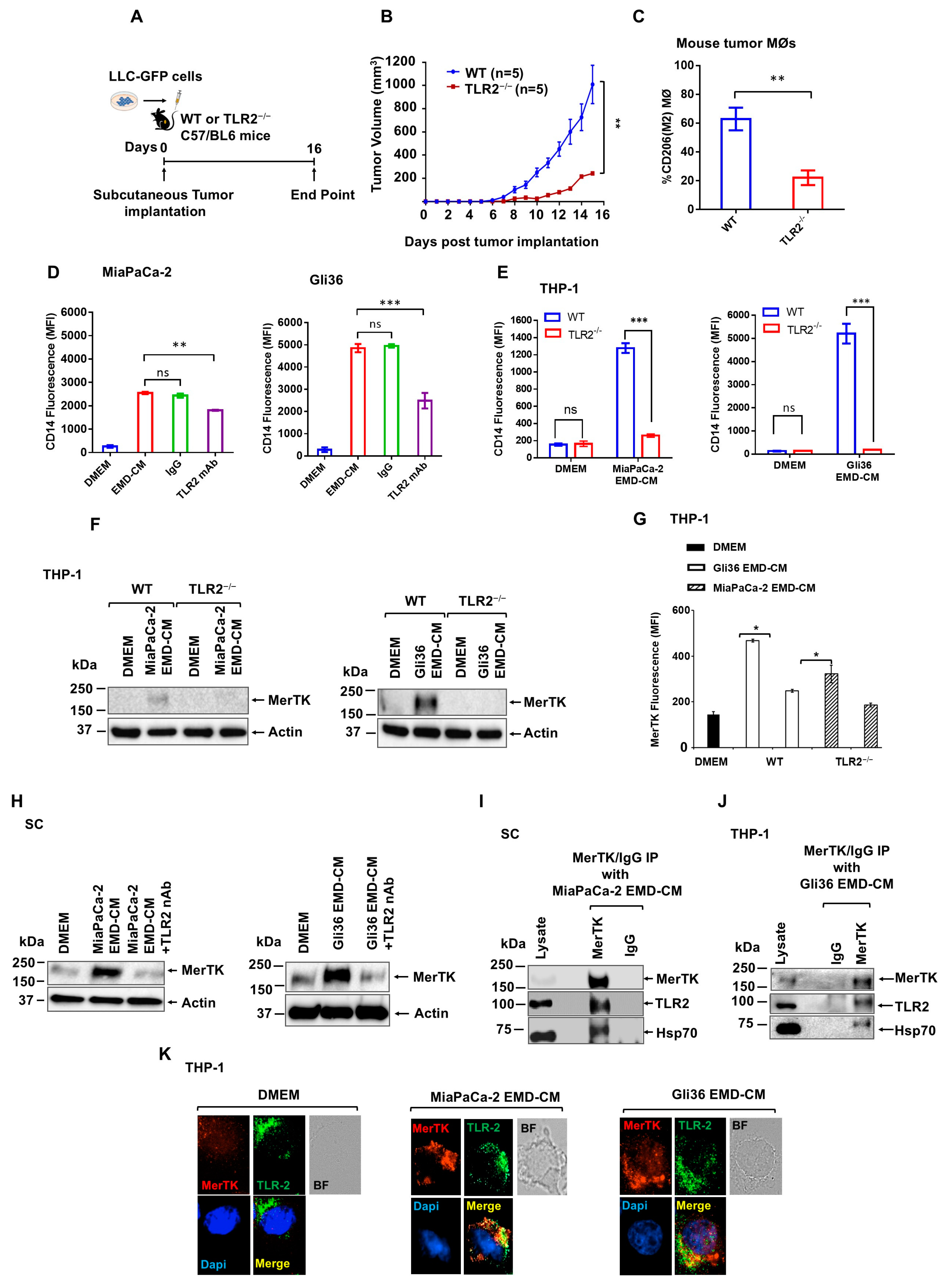 Cancers 17 00450 g004
