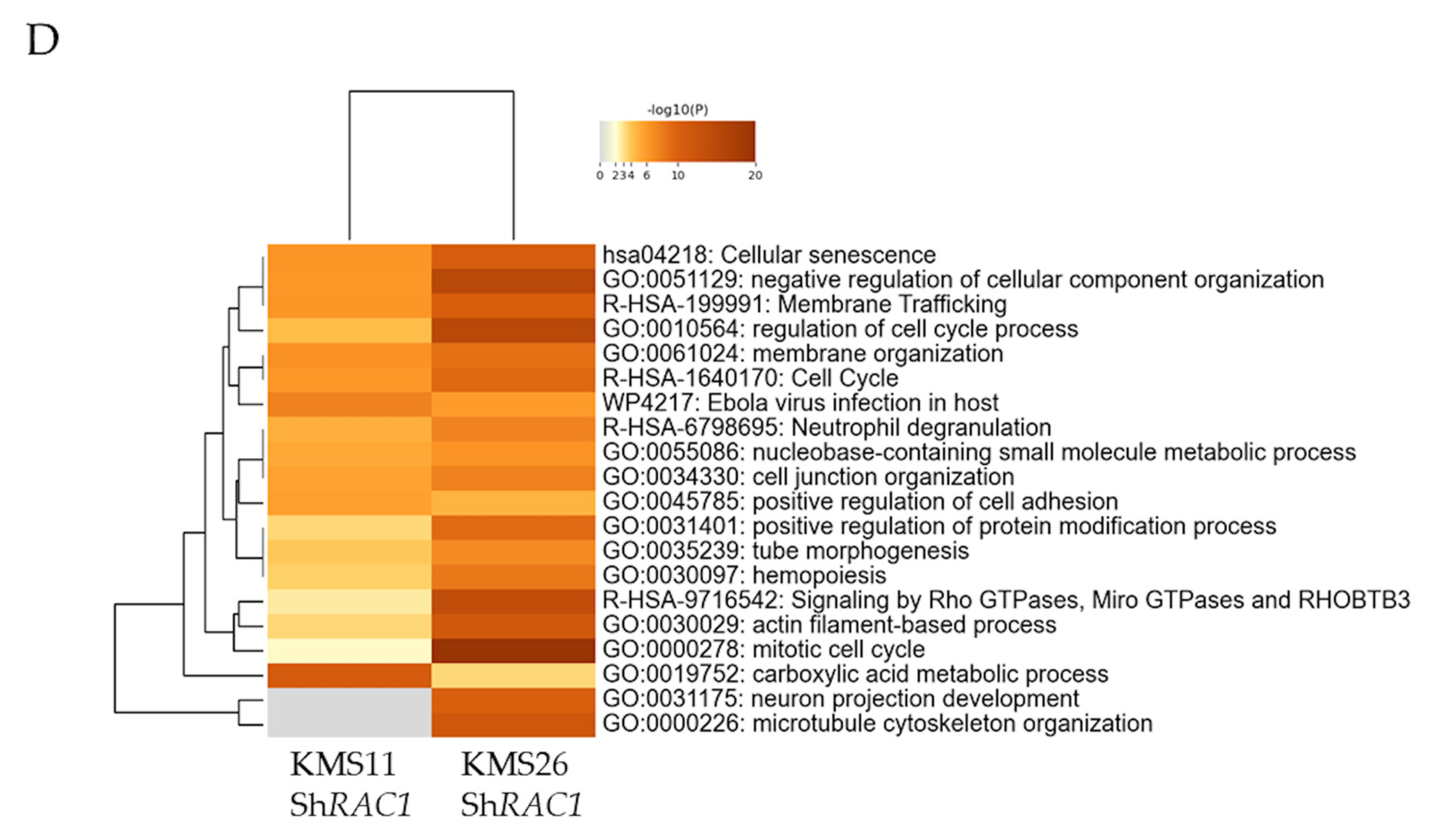 Cancers 17 00461 g006b