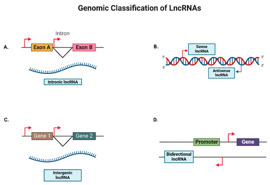 Long Non-Coding RNAs in Ovarian Cancer: Mechanistic Insights and ...