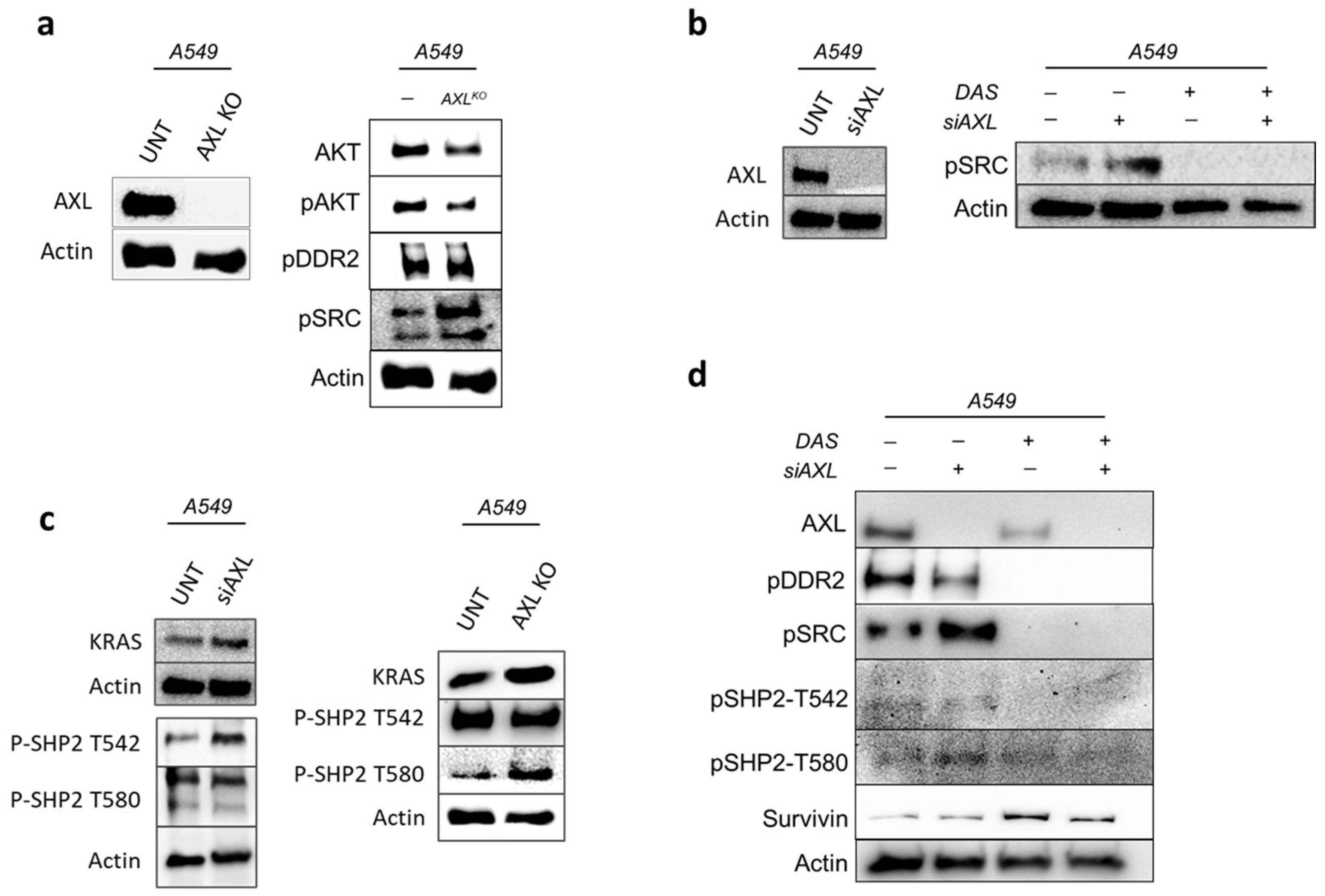 Cancers 17 00490 g001