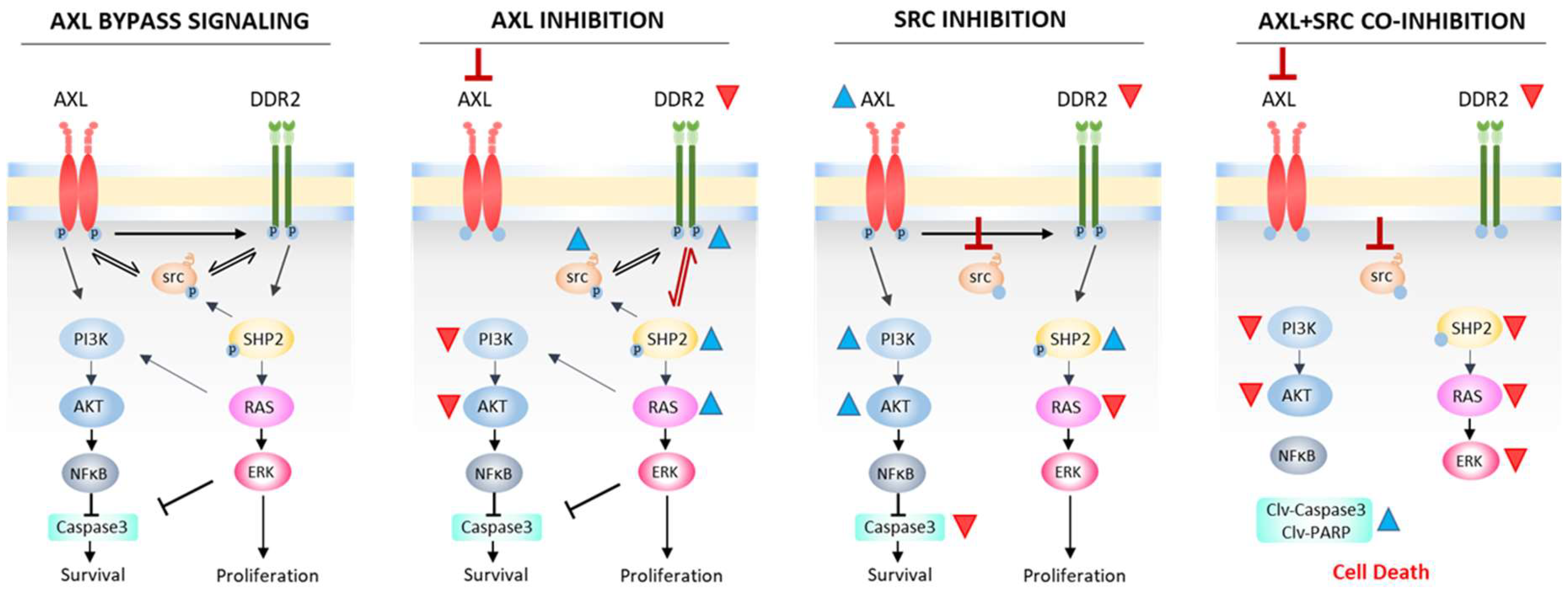 Cancers 17 00490 g003