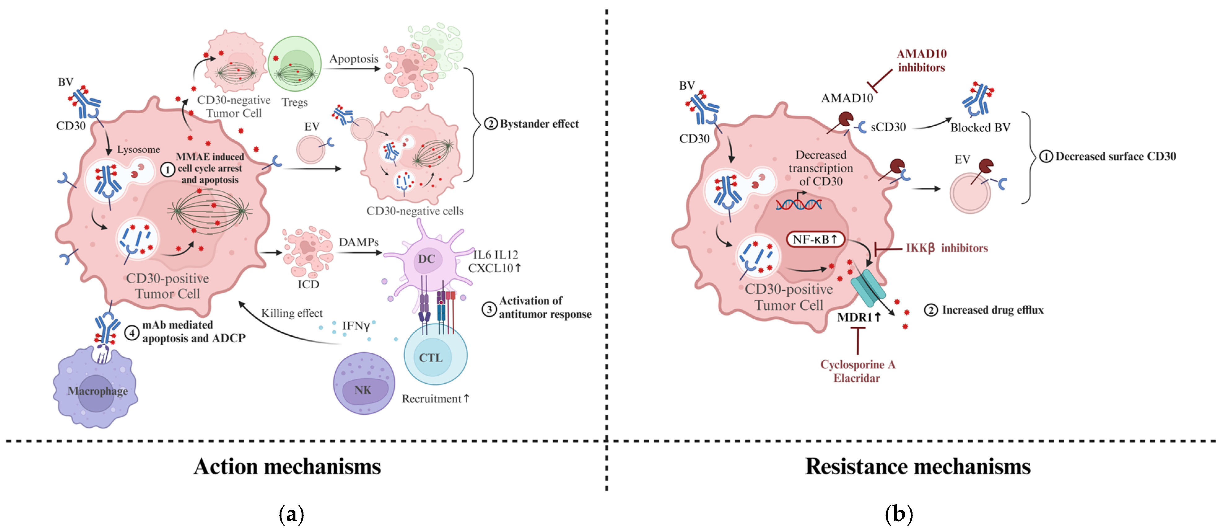 Cancers 17 00496 g001