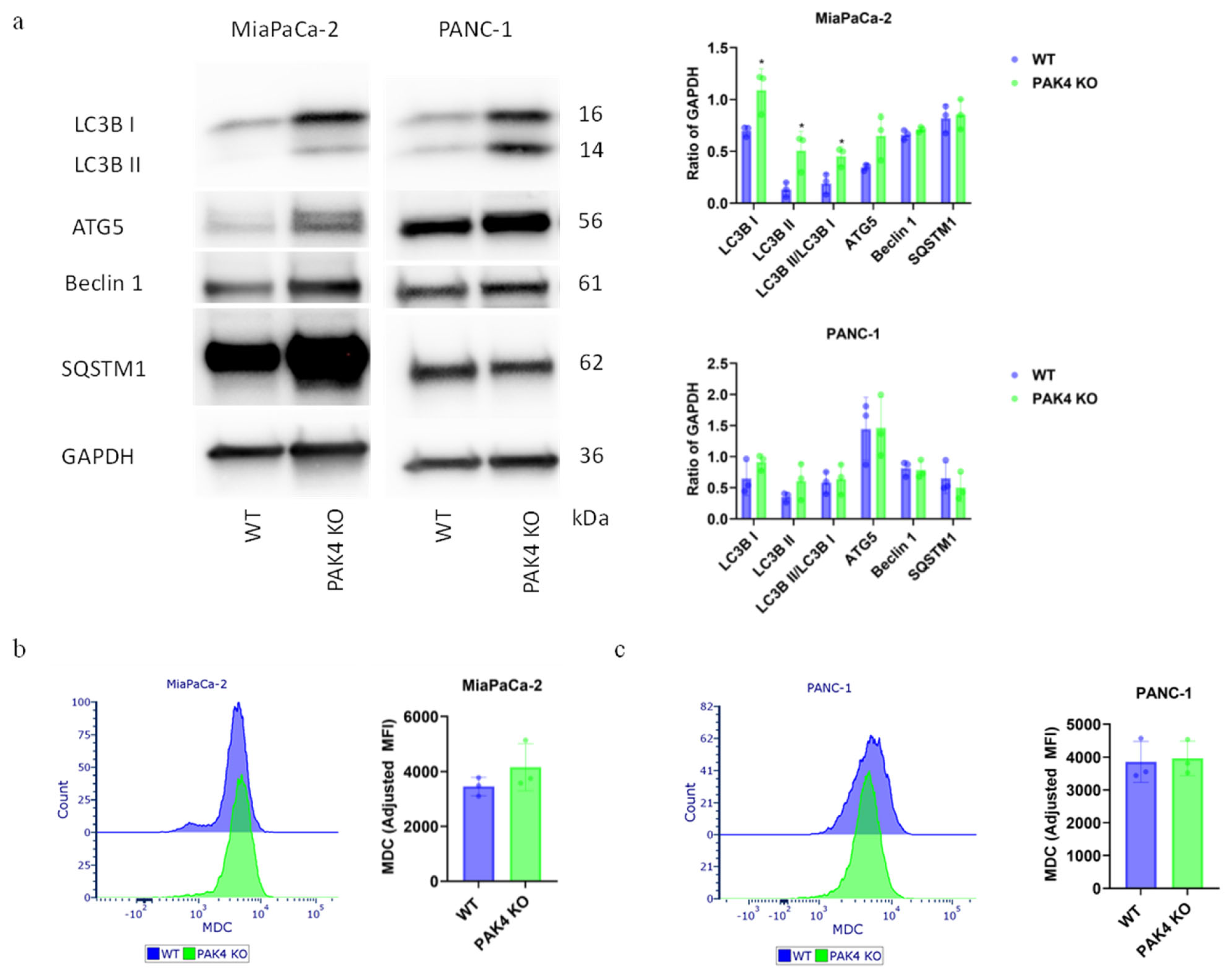 Cancers 17 00511 g004