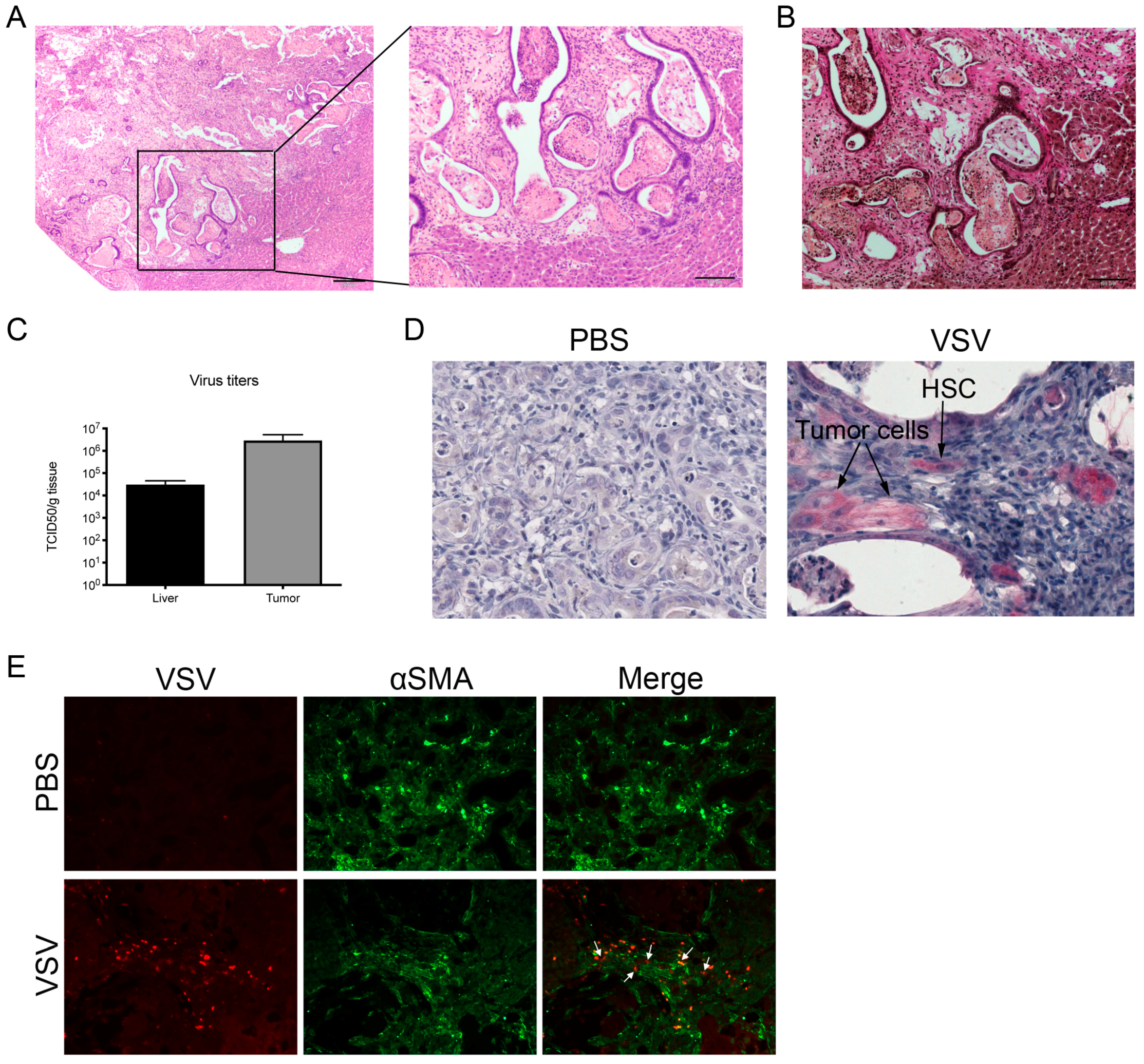 Cancers 17 00514 g005 Cancers 17 00514 g005