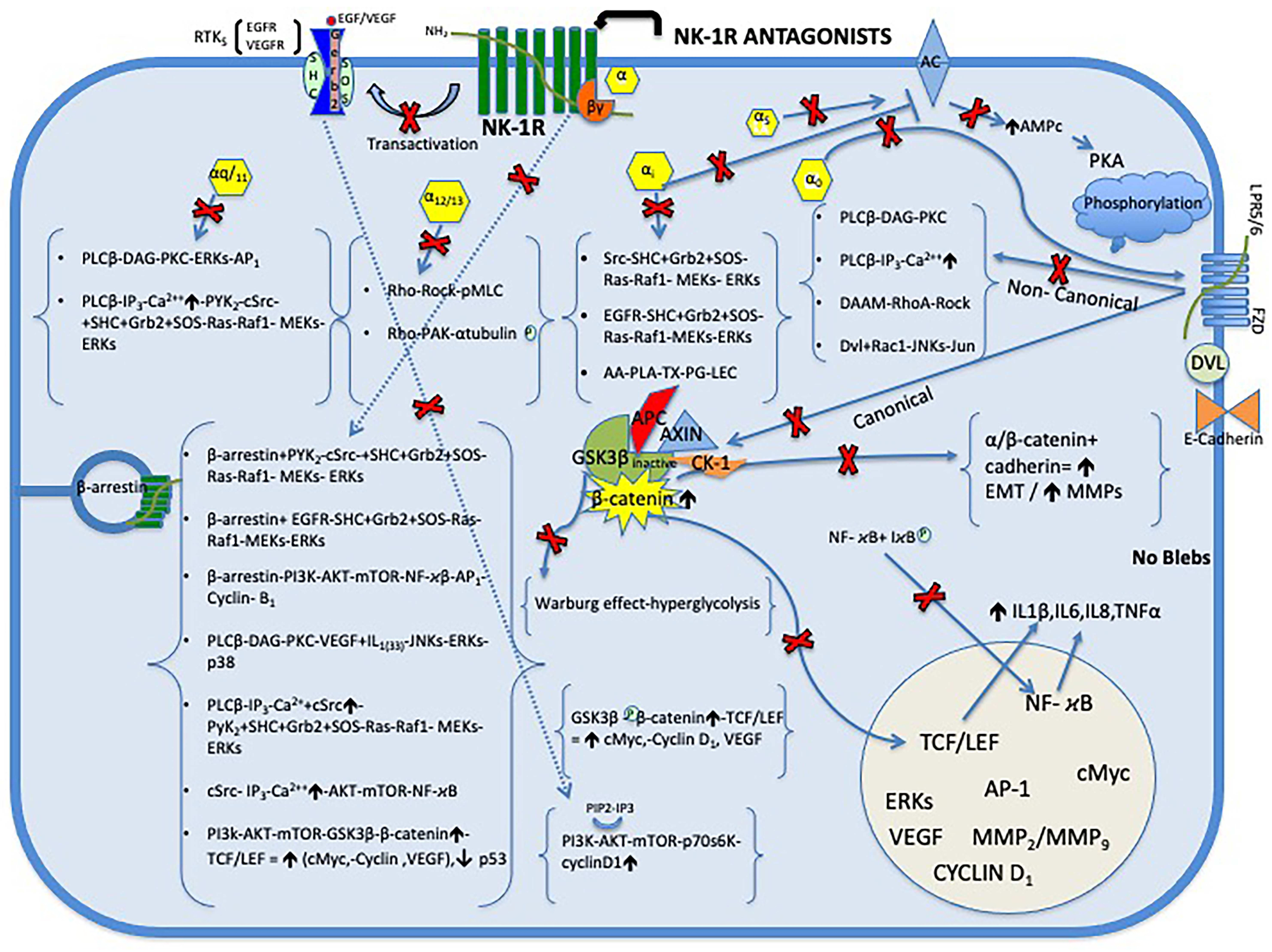 Cancers 17 00520 g002