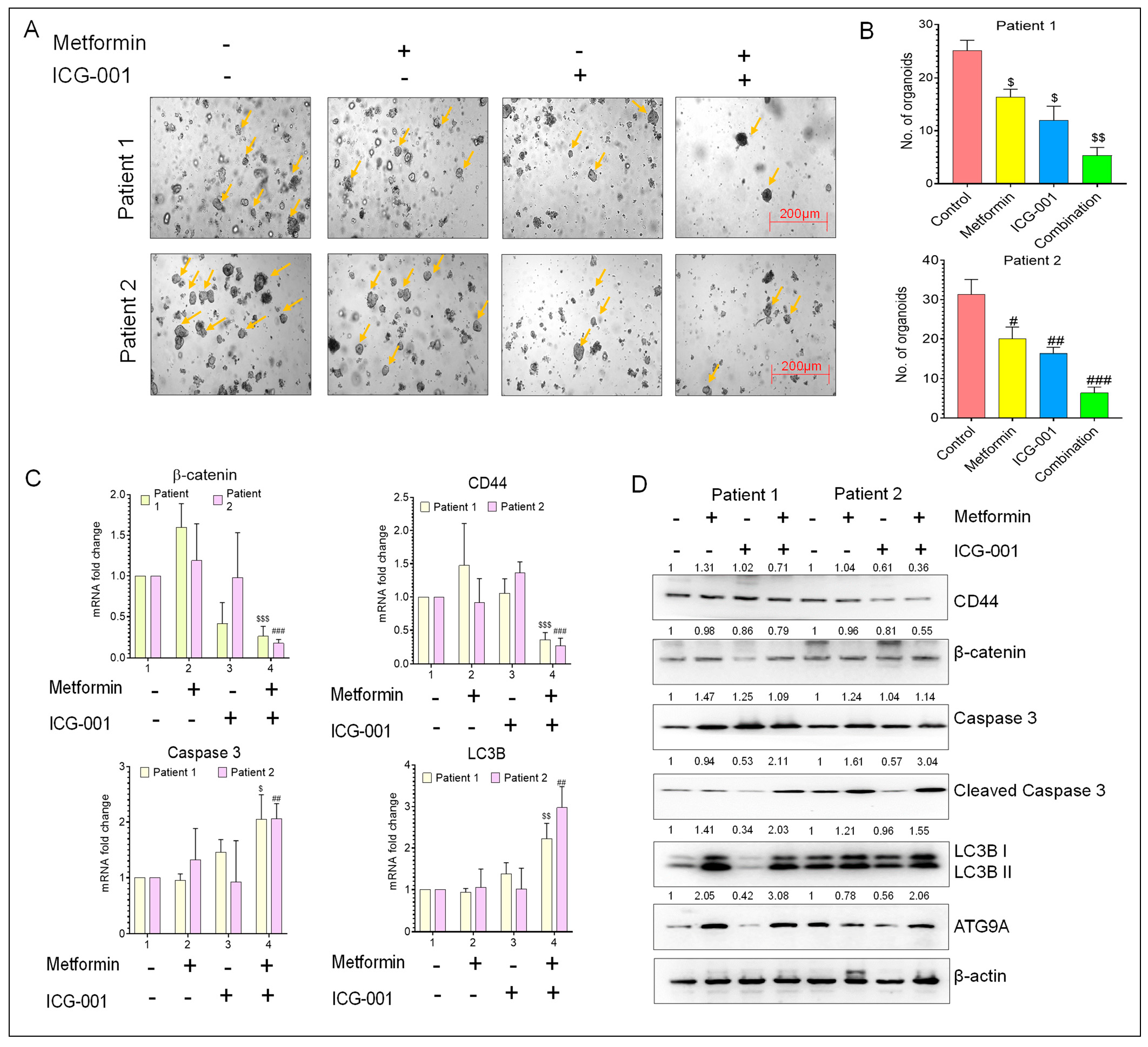 Cancers 17 00528 g006