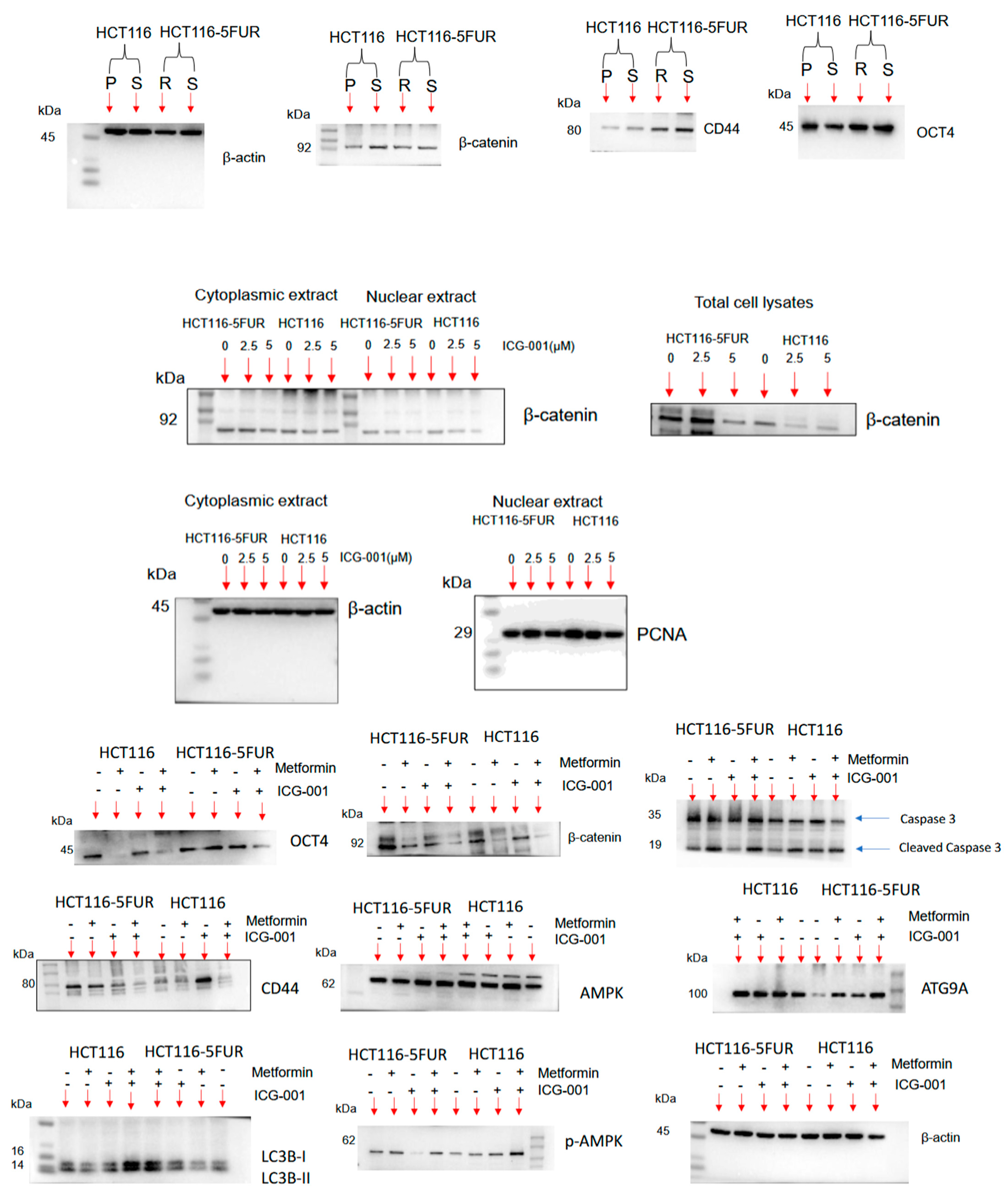 Cancers 17 00528 g0s2a