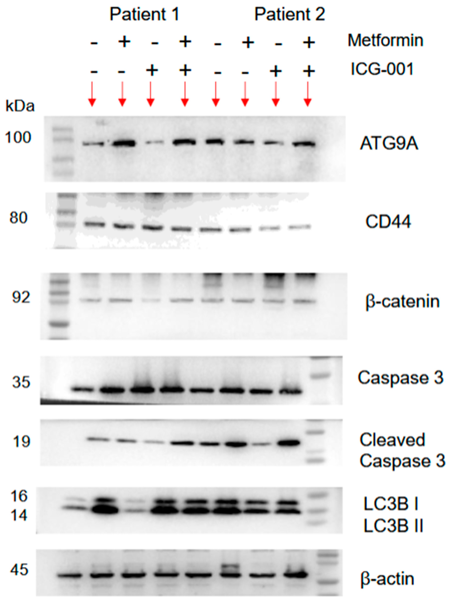 Cancers 17 00528 g0s2b