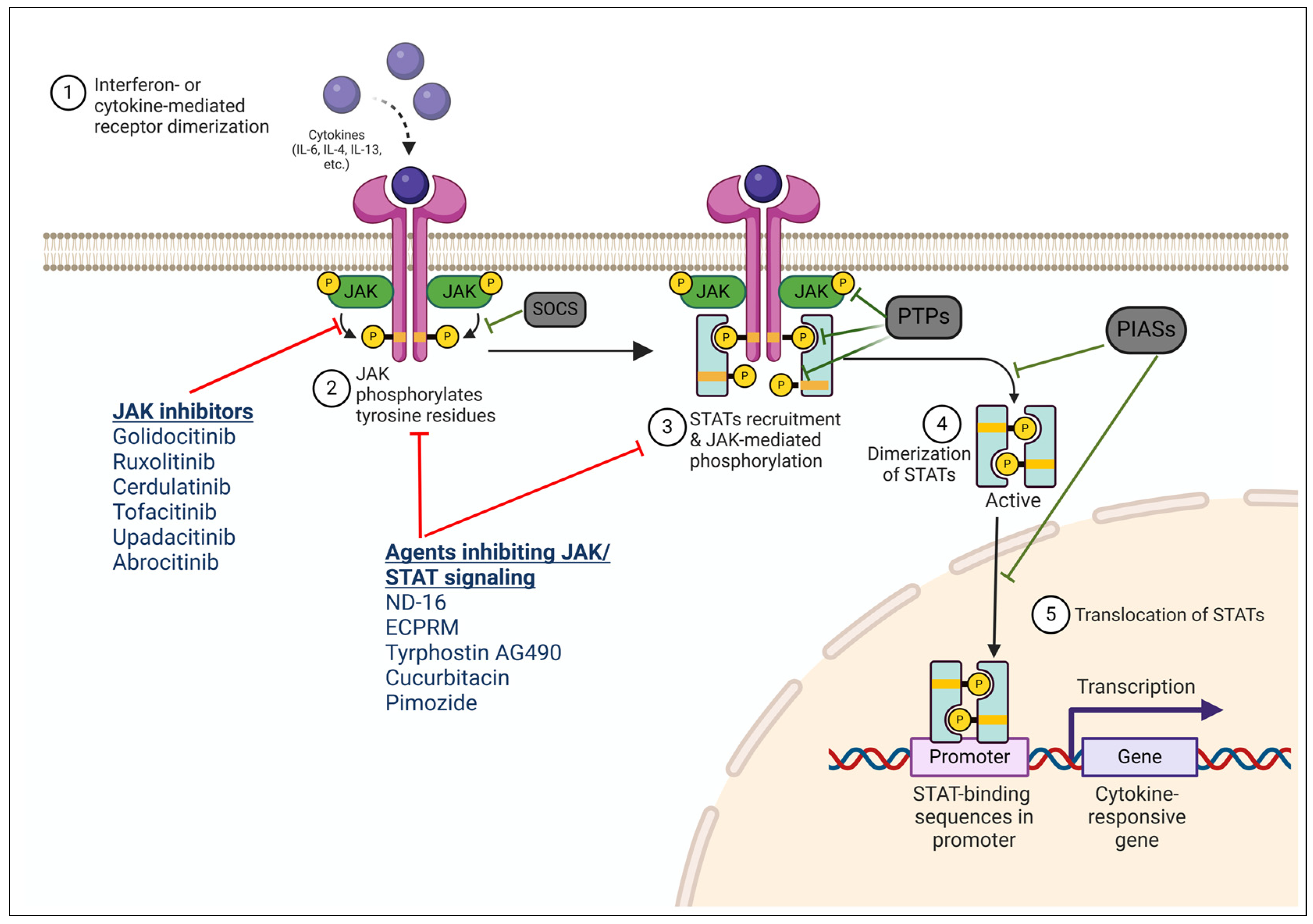 Cancers 17 00568 g001 Cancers 17 00568 g001